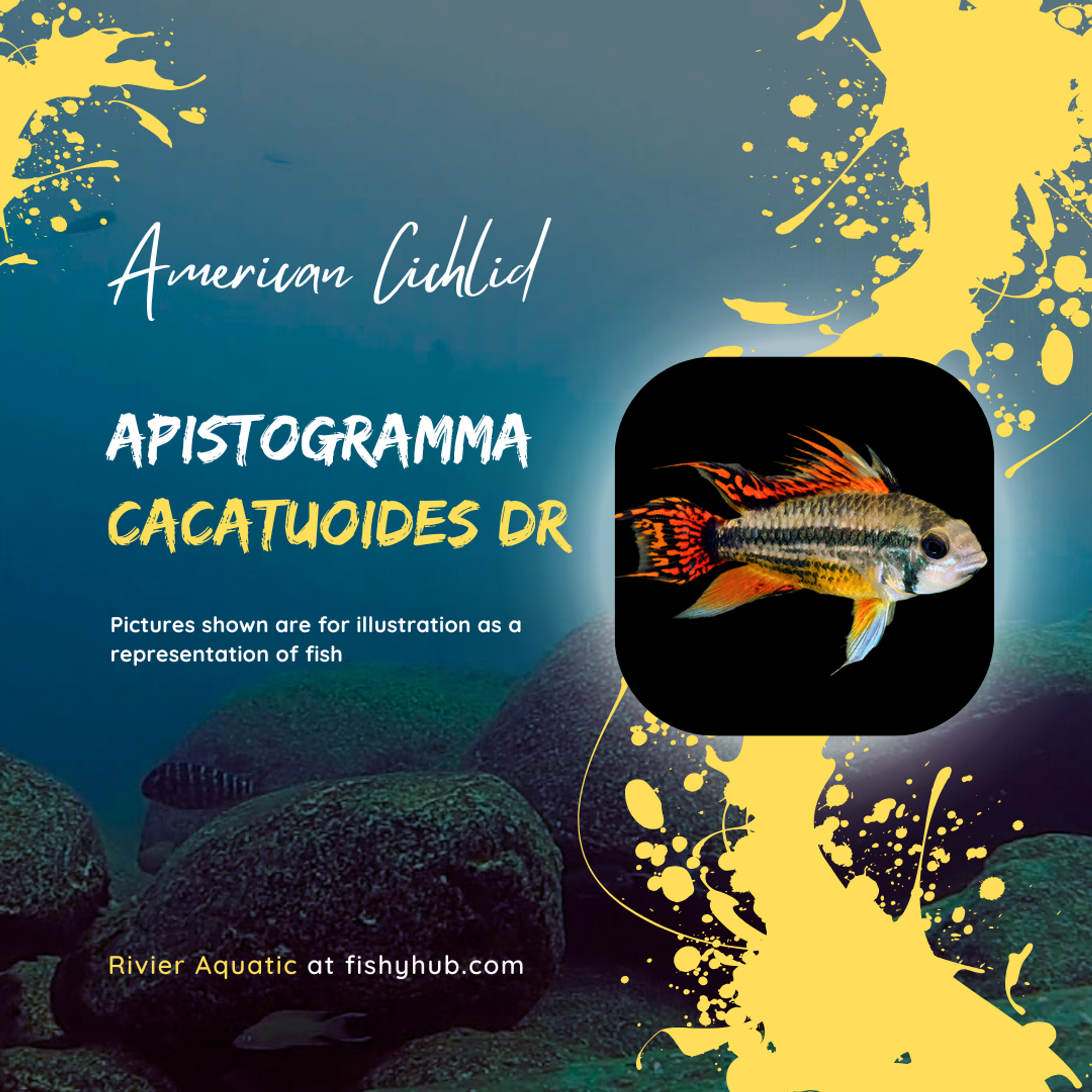Apistogramma Cacatuoides Double Red