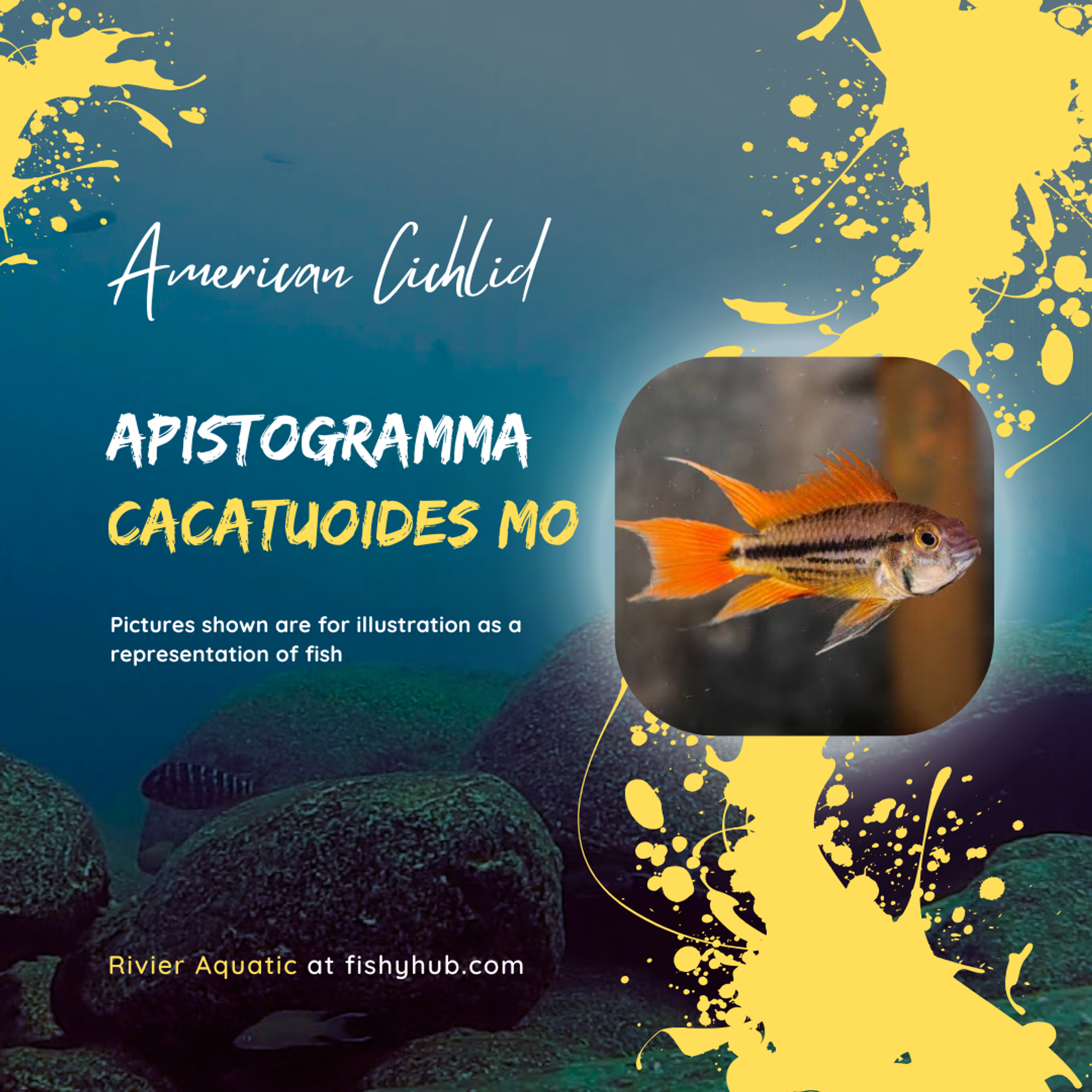 Apistogramma Cacatuoides Mega Orange