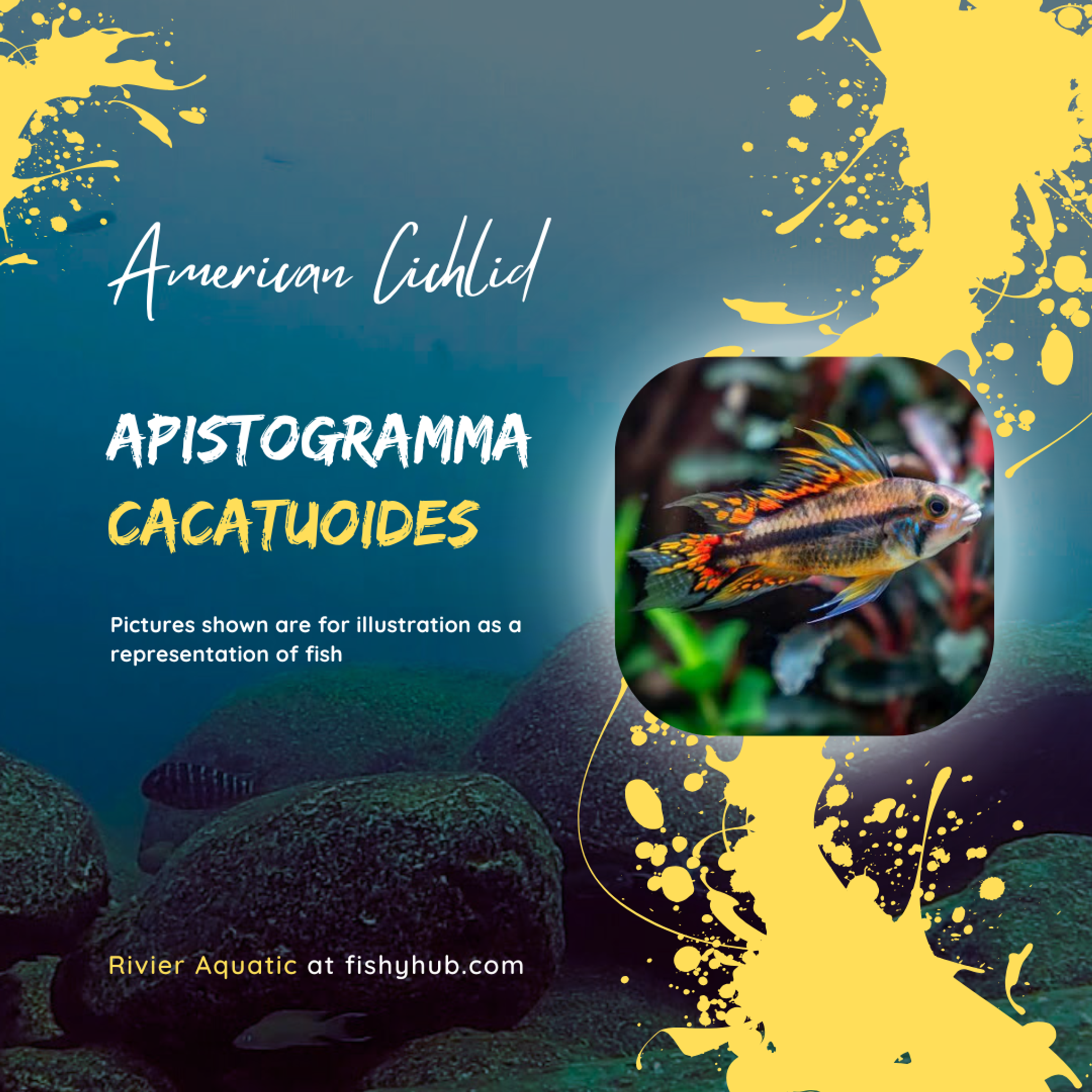 Apistogramma Cacatuoides