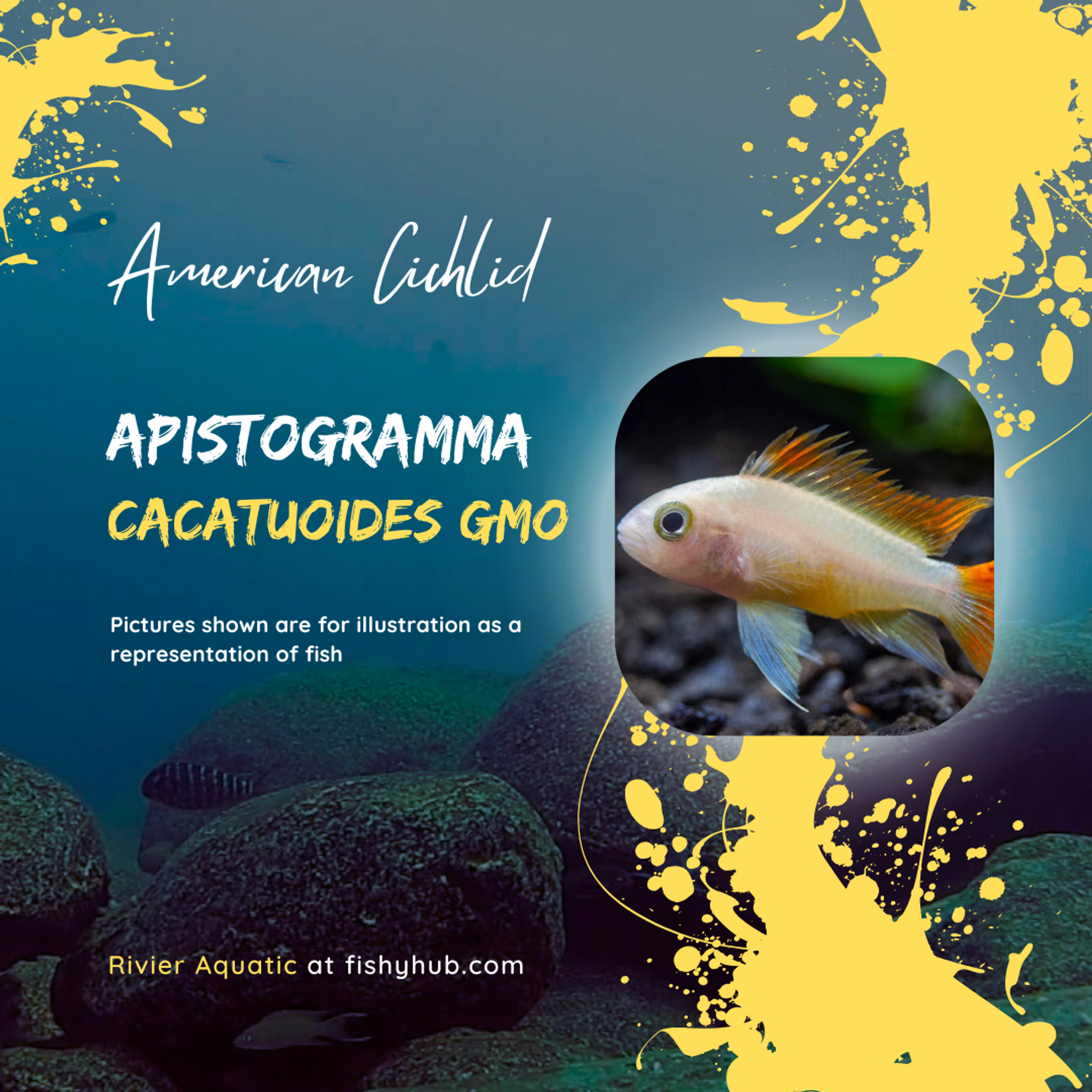 Apistogramma Golden Mega Orange