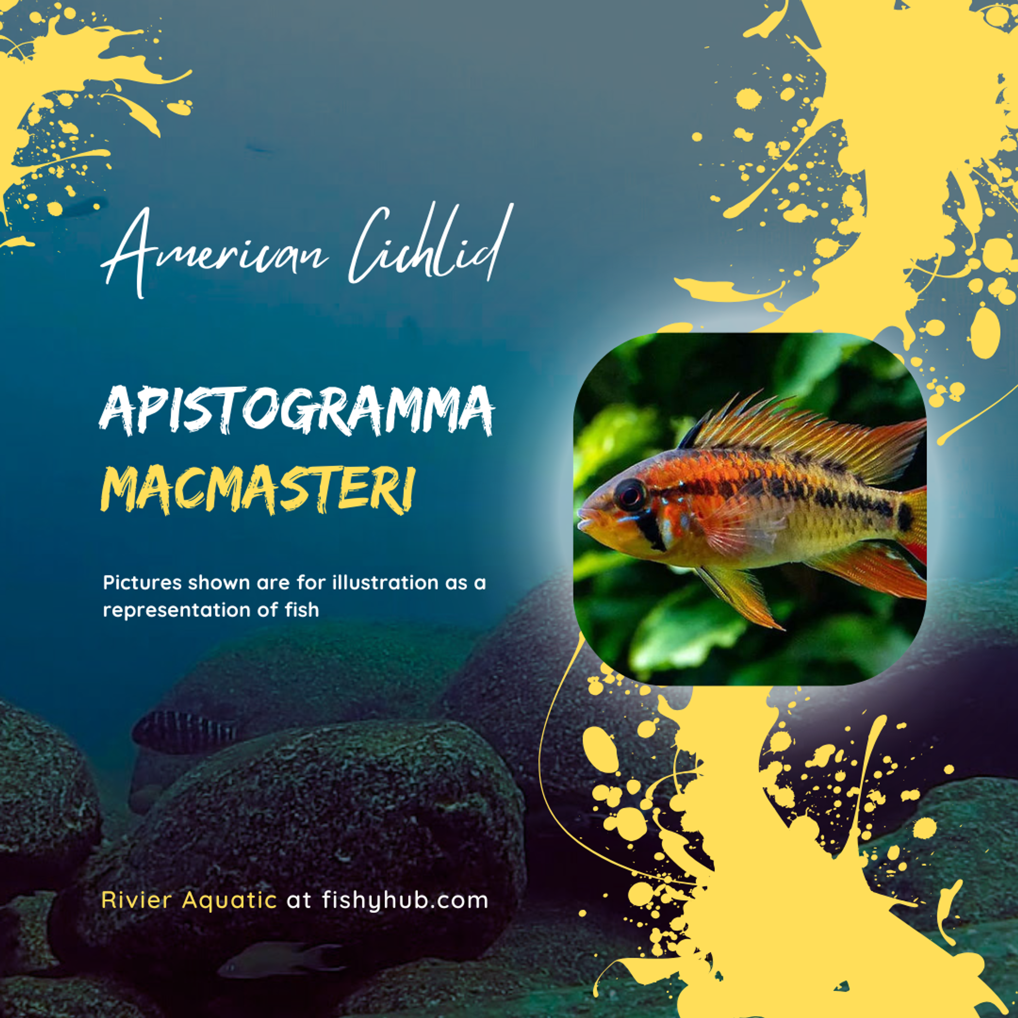 Apistogramma Macmasteri