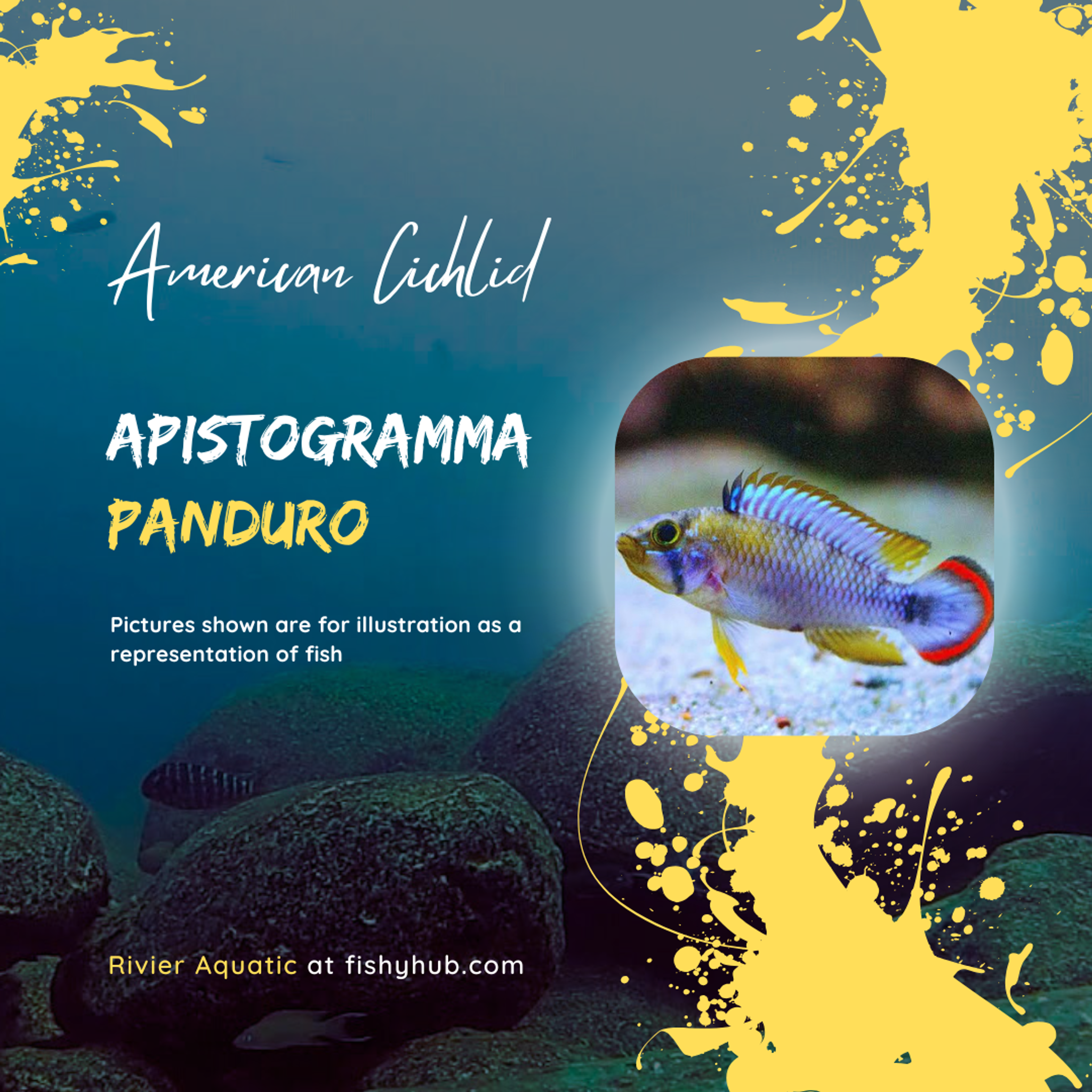 Apistogramma Panduro