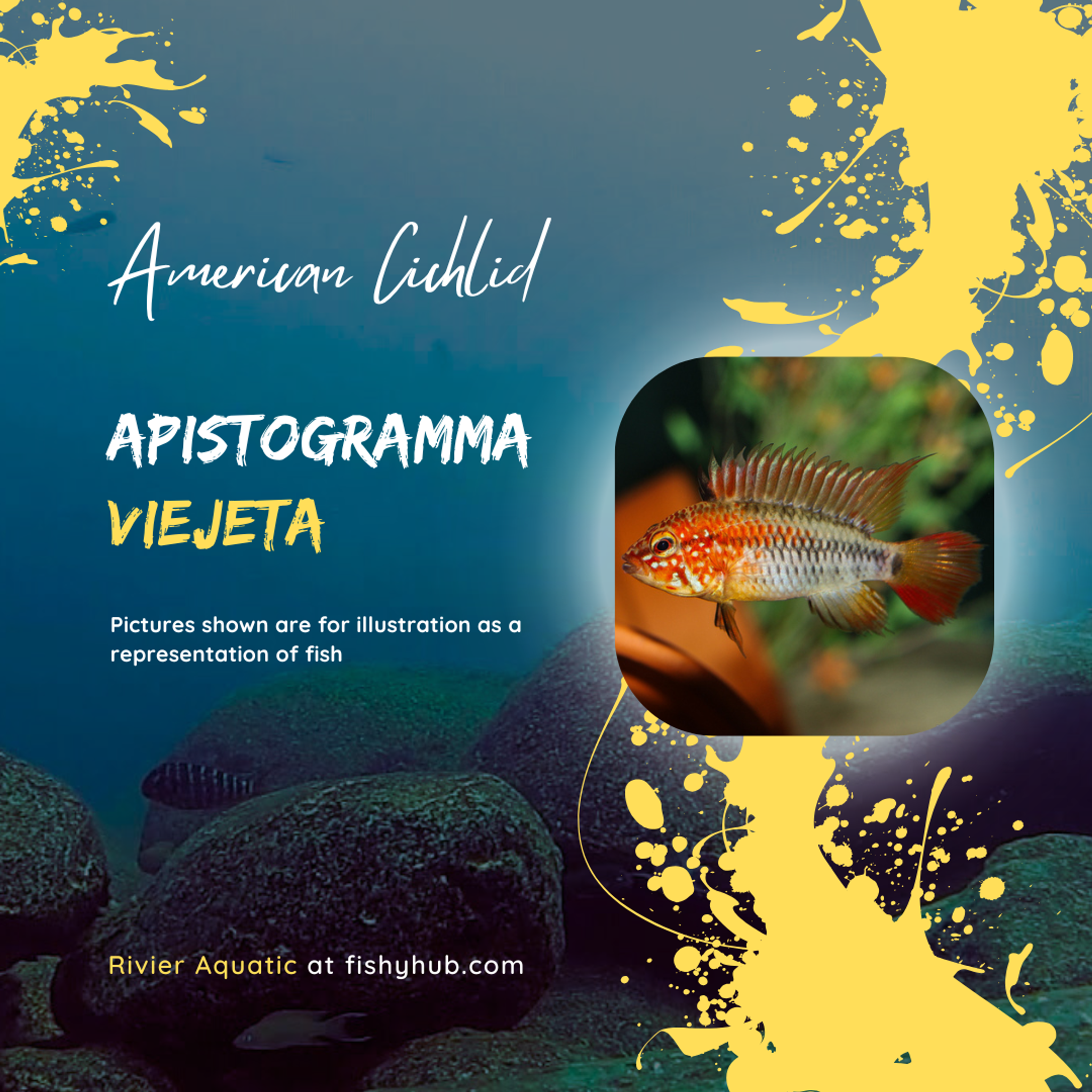 Apistogramma Viejeta