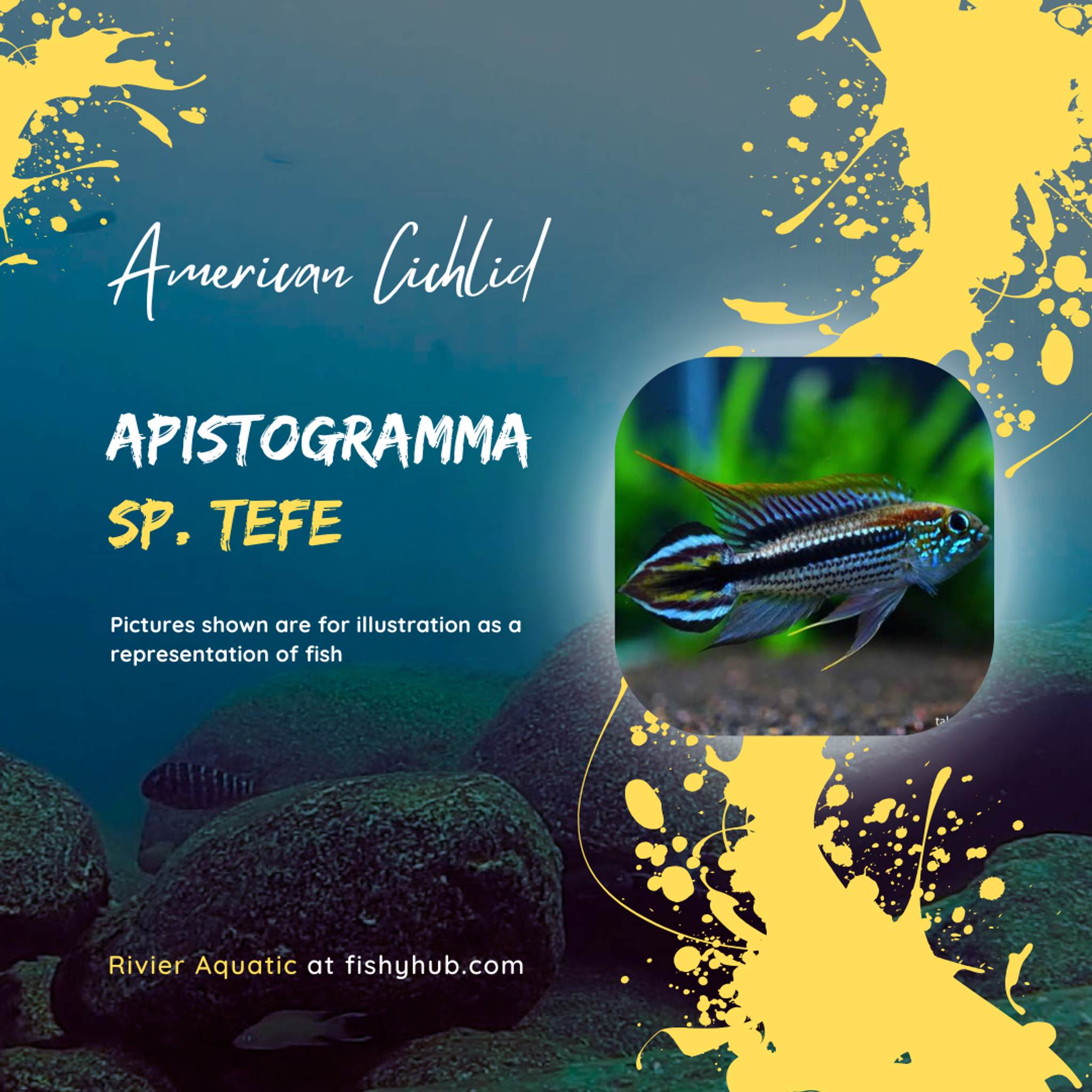 Apistogramma sp. Tefe