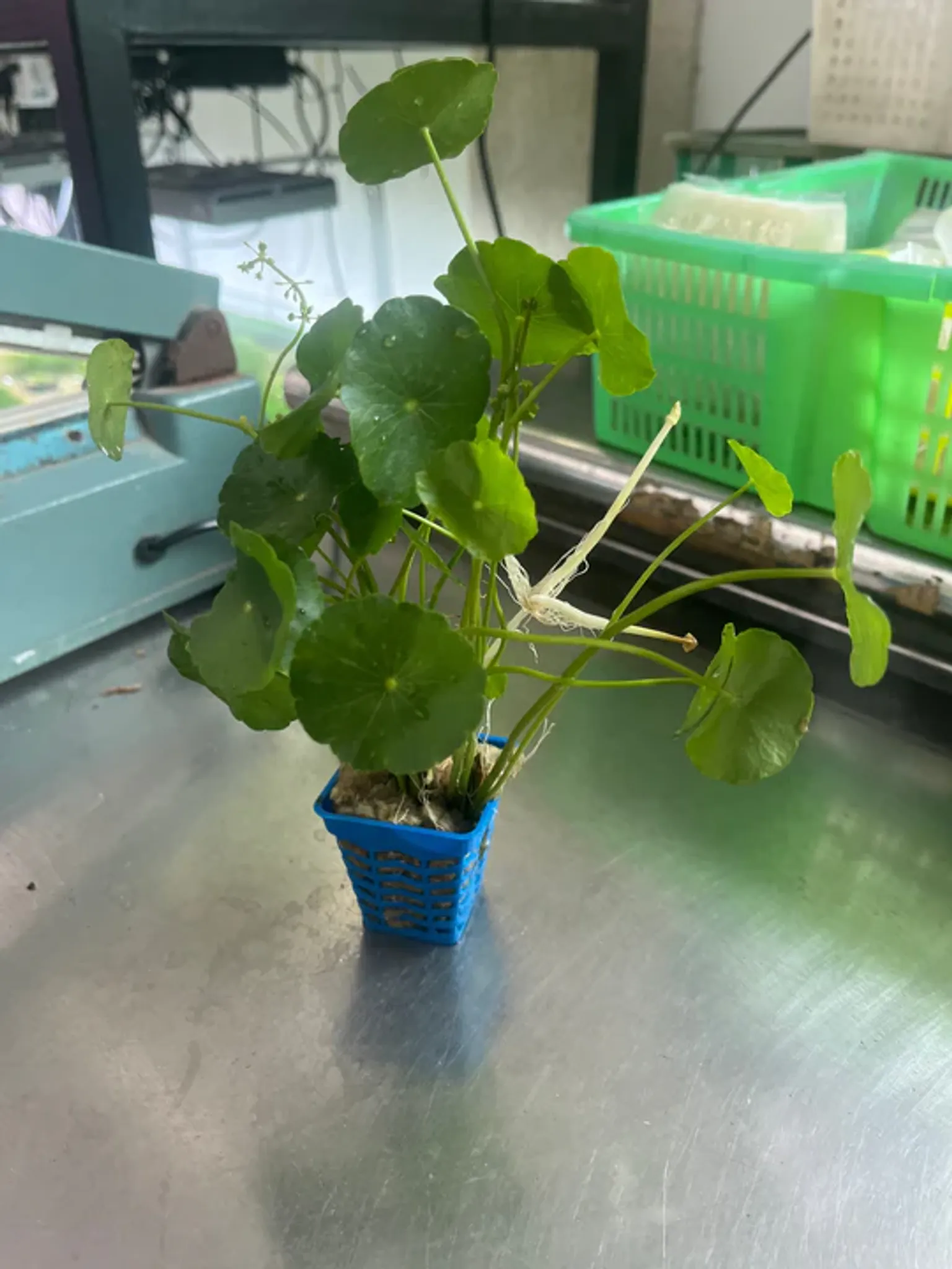 Aquatic Pennywort Live Plant - Easy Care Midground Aquarium Decor