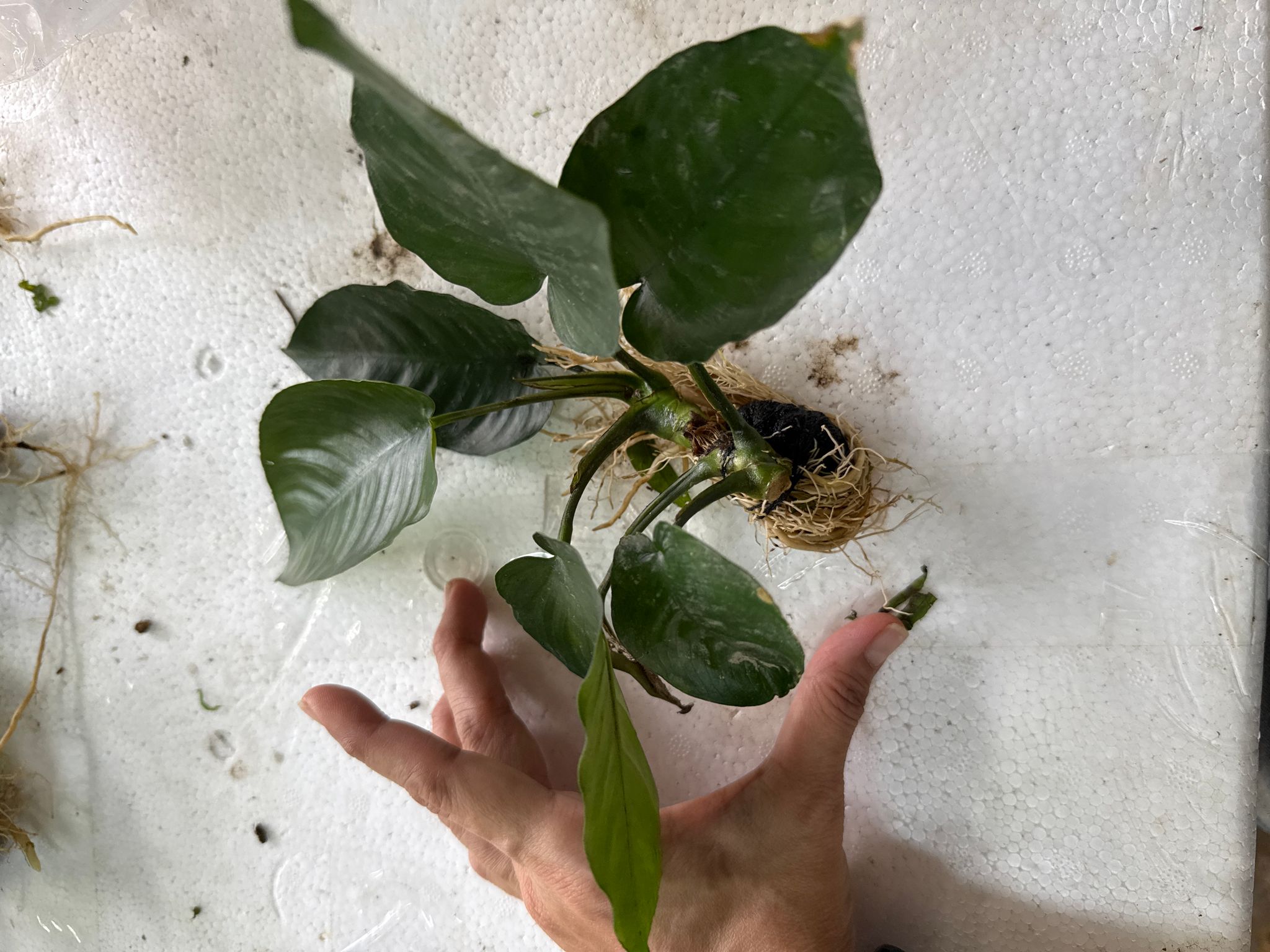 Aquatic plant Anubias barteri 'Broad Leaf'