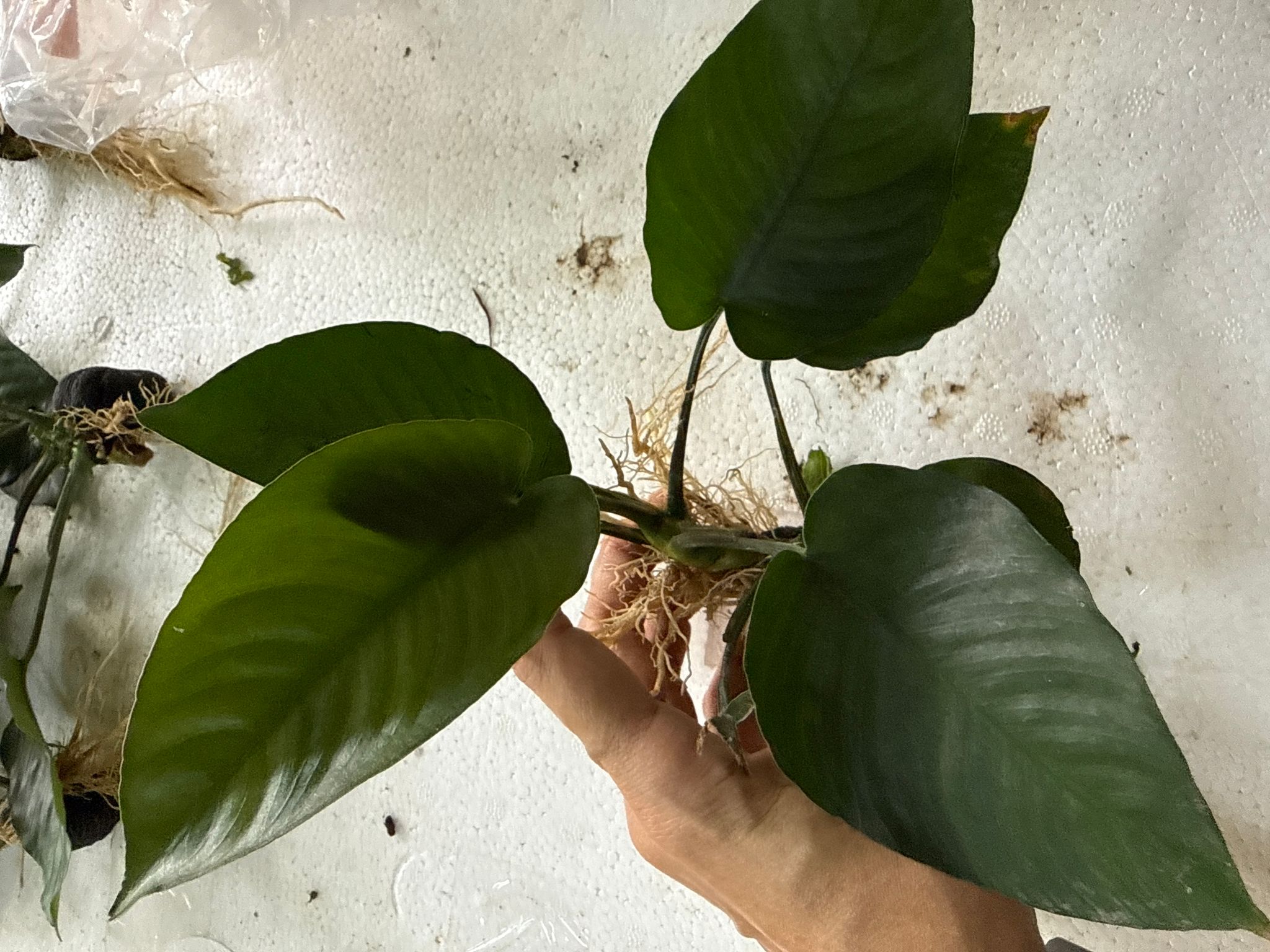 Aquatic plant Anubias barteri 'Broad Leaf'