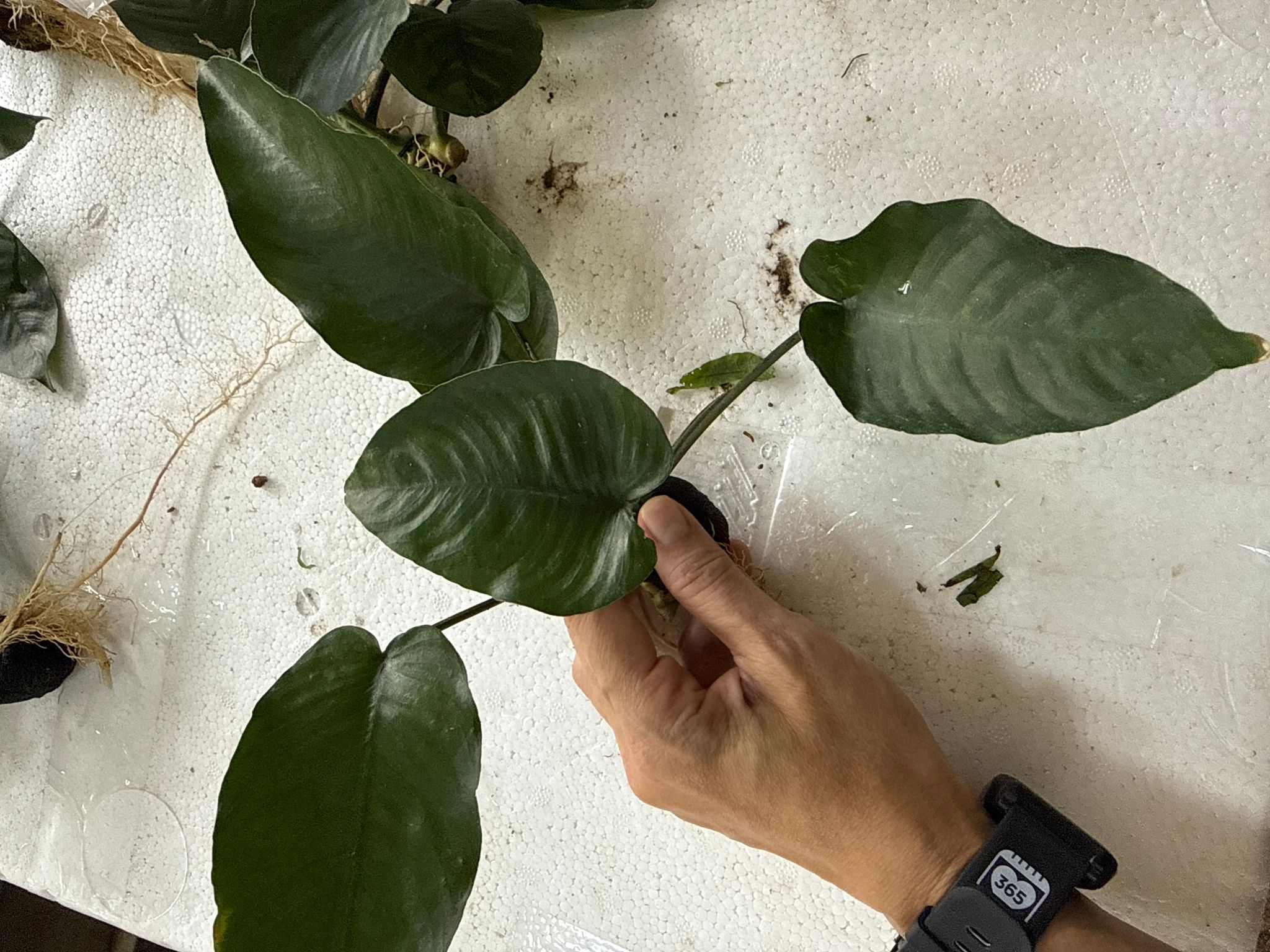 Aquatic plant Anubias barteri 'Broad Leaf'