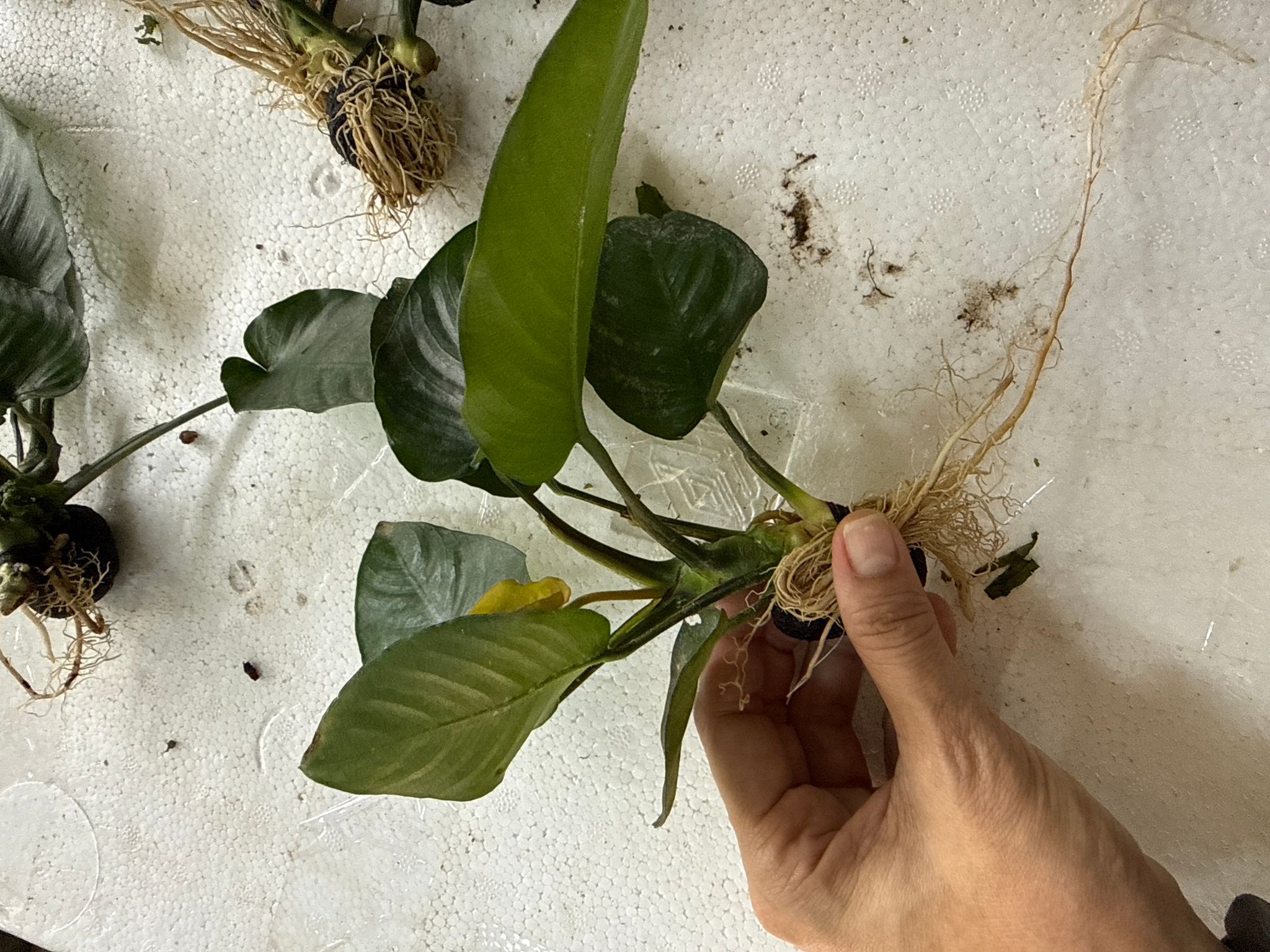 Aquatic plant Anubias barteri 'Broad Leaf'