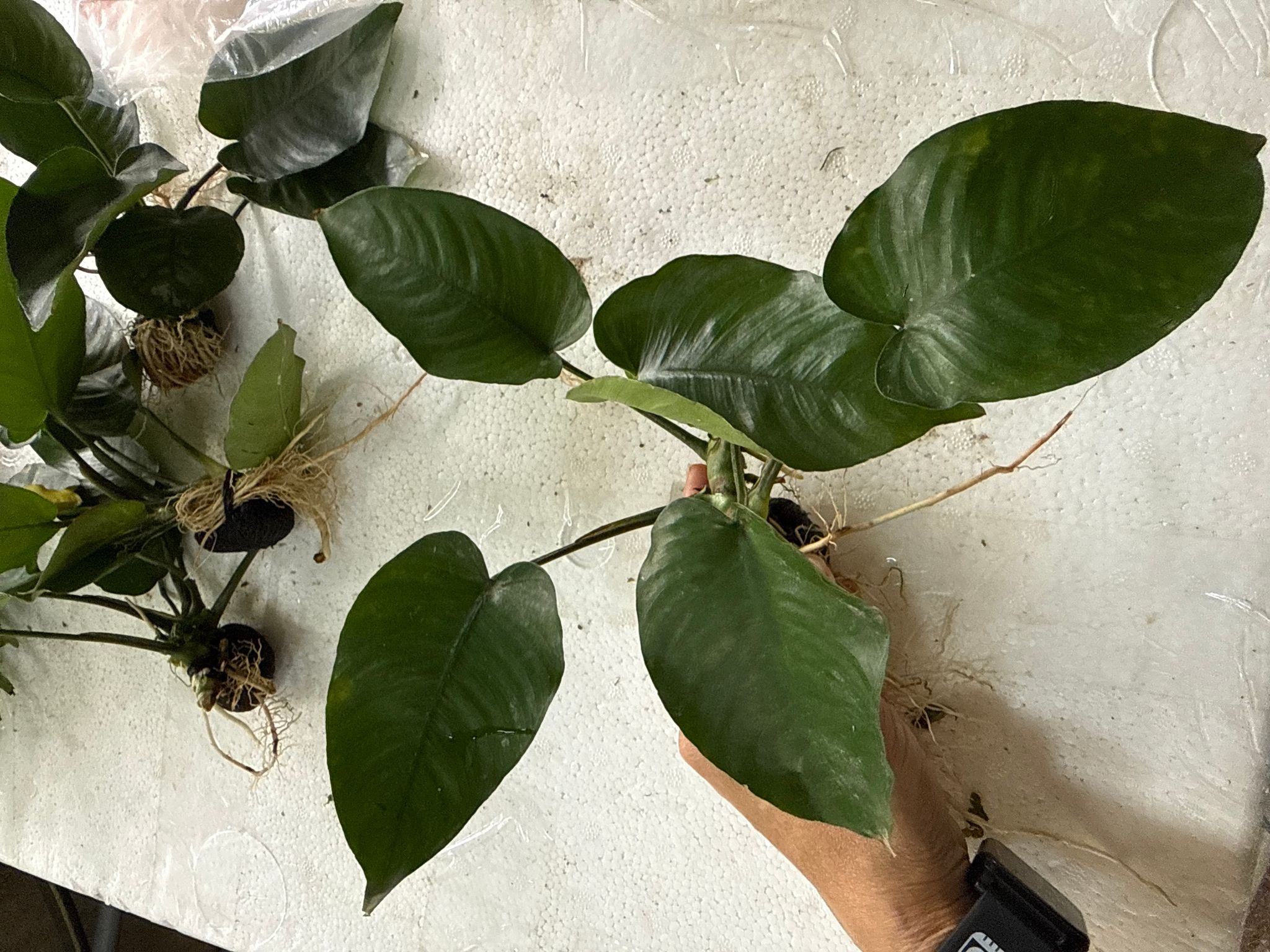 Aquatic plant Anubias barteri 'Broad Leaf'