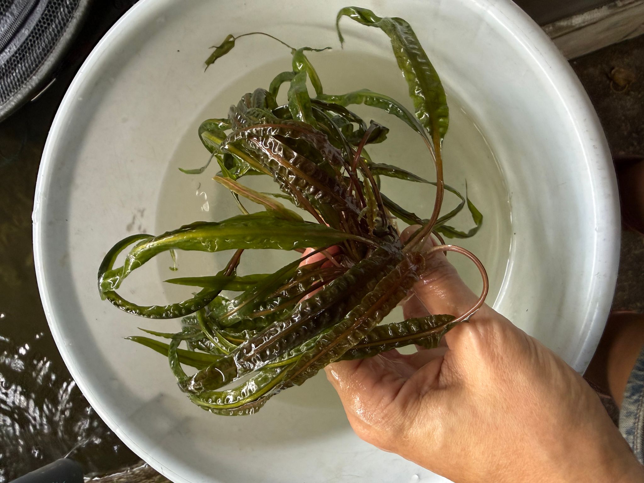 Aquatic plant Cryptocoryne crispatula var. balansae