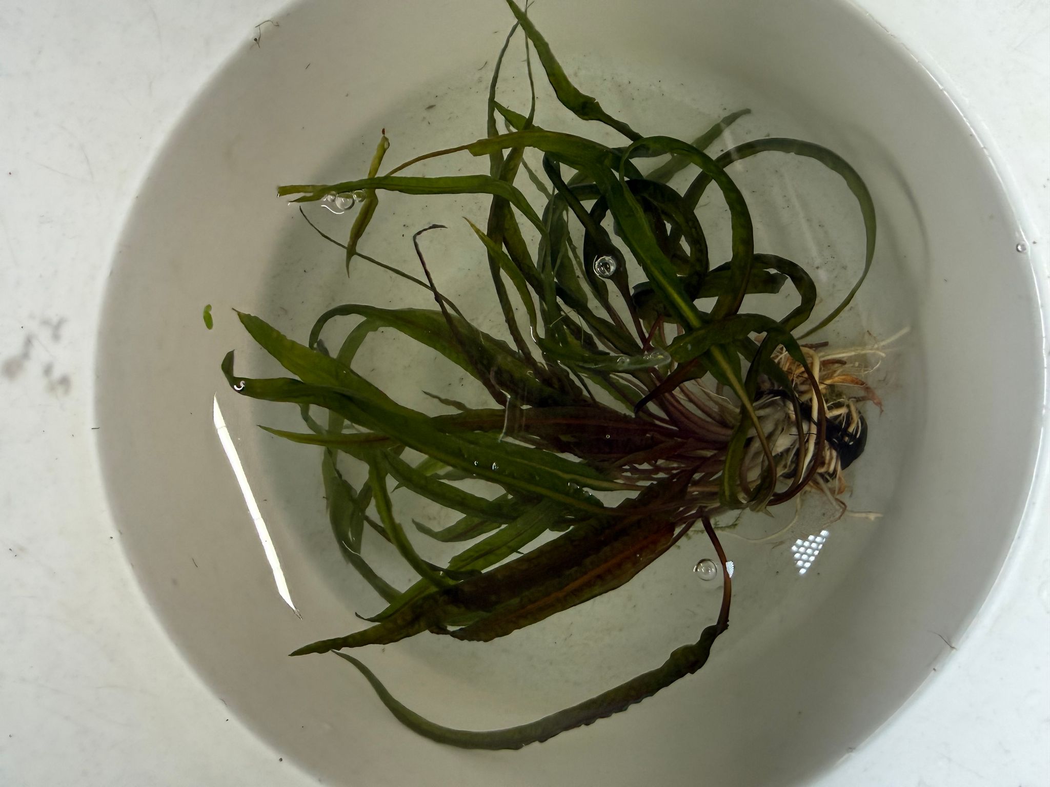 Aquatic plant Cryptocoryne crispatula var. balansae