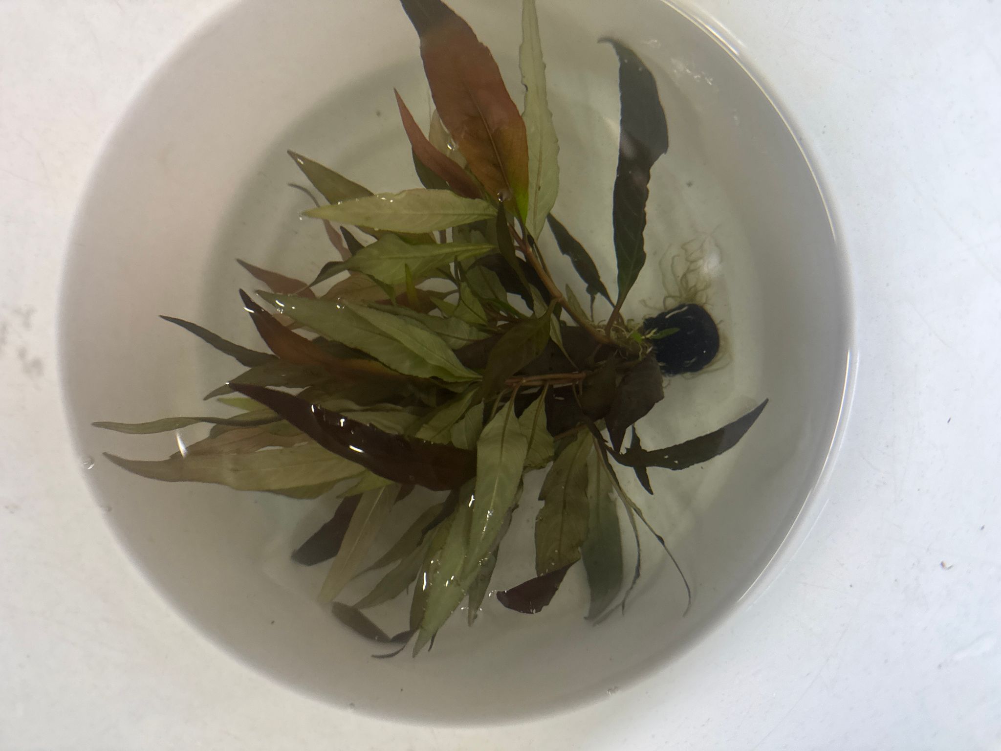 Aquatic plant Hygrophila corymbosa