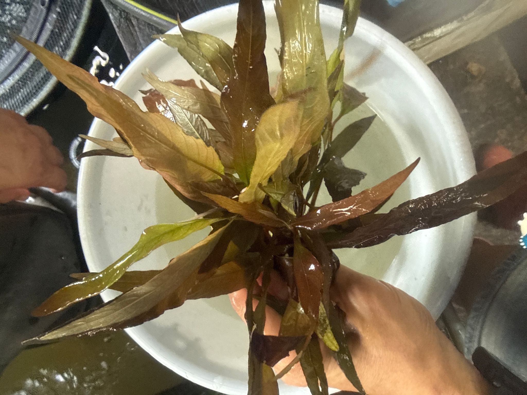 Aquatic plant Hygrophila corymbosa