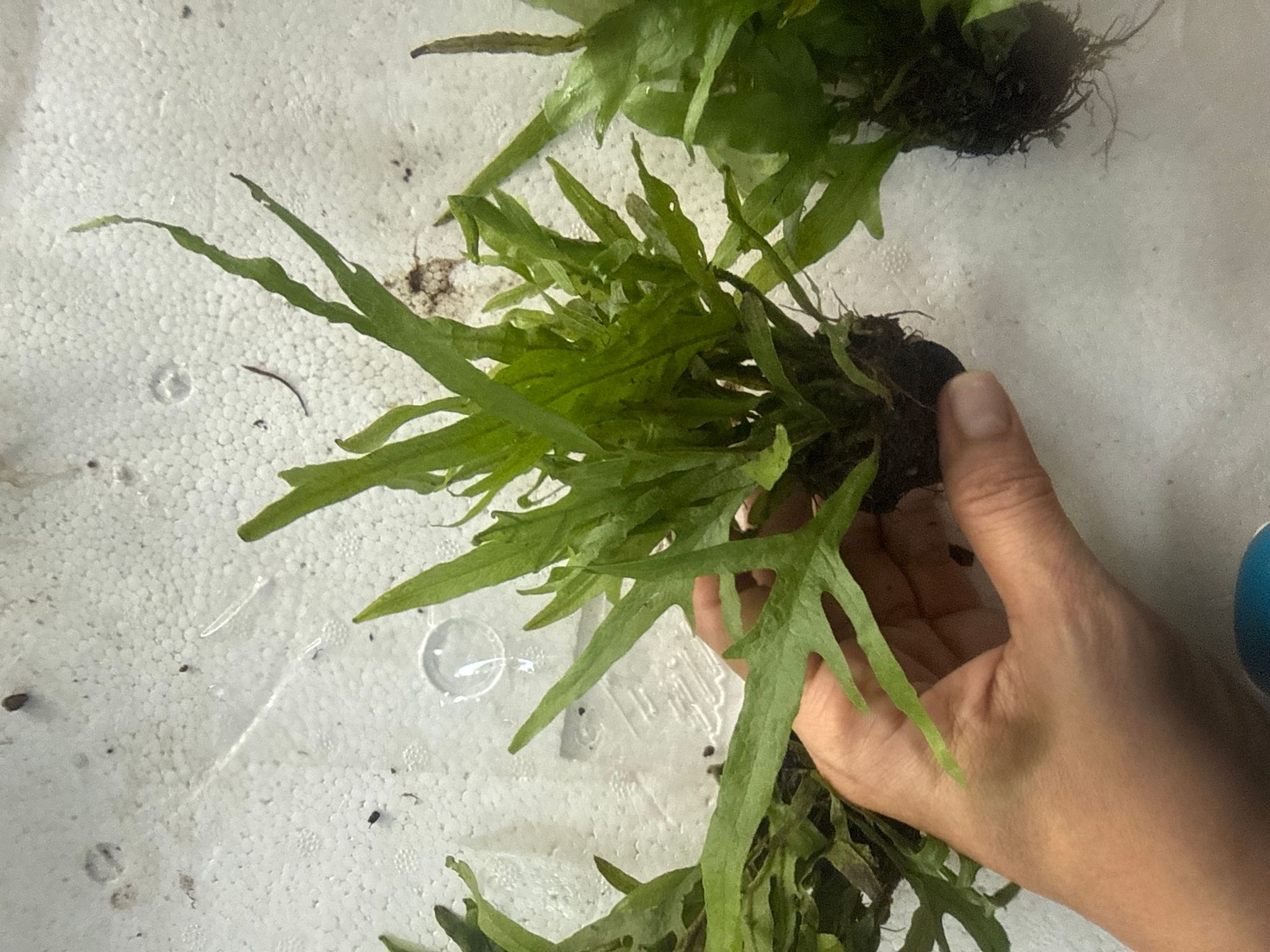 Aquatic plant Java Microsorum pteropus 'Trident'