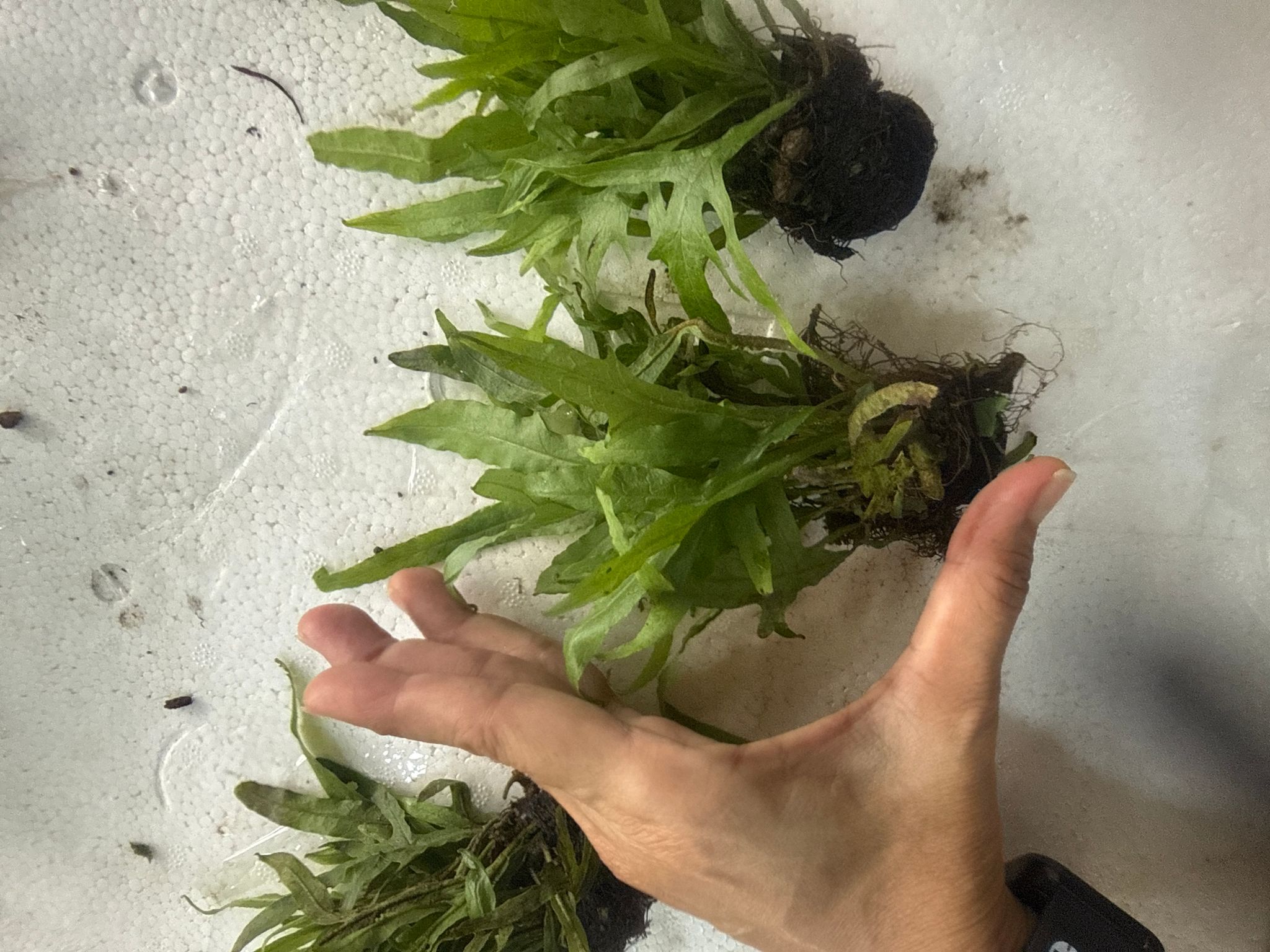 Aquatic plant Java Microsorum pteropus 'Trident'