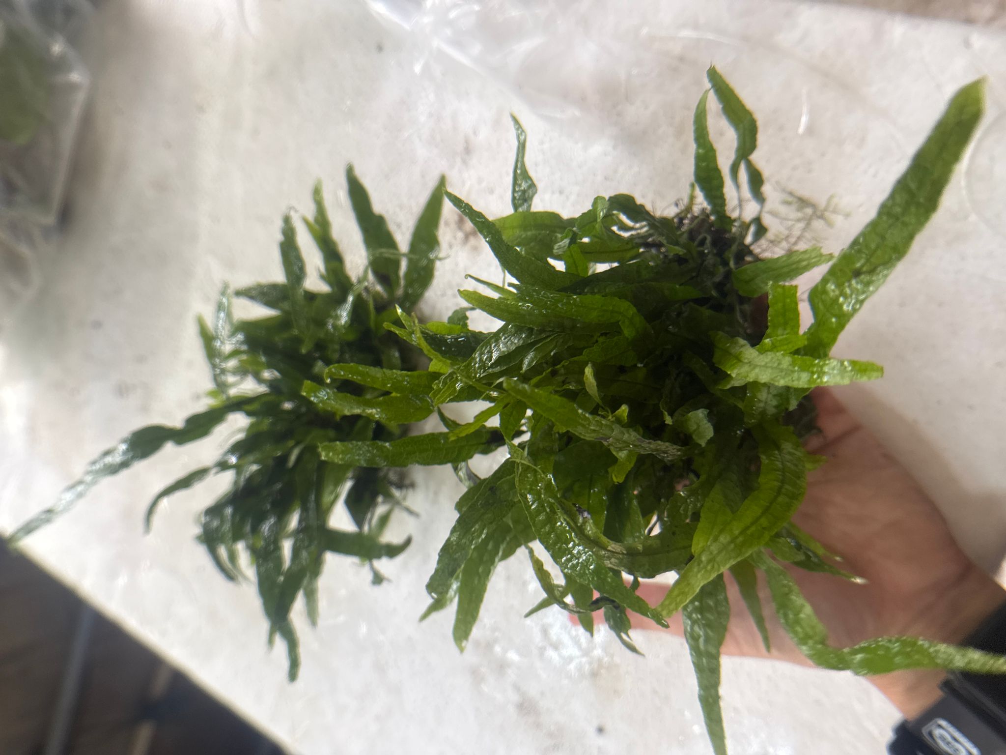 Aquatic plant Java mini Kadaka mini