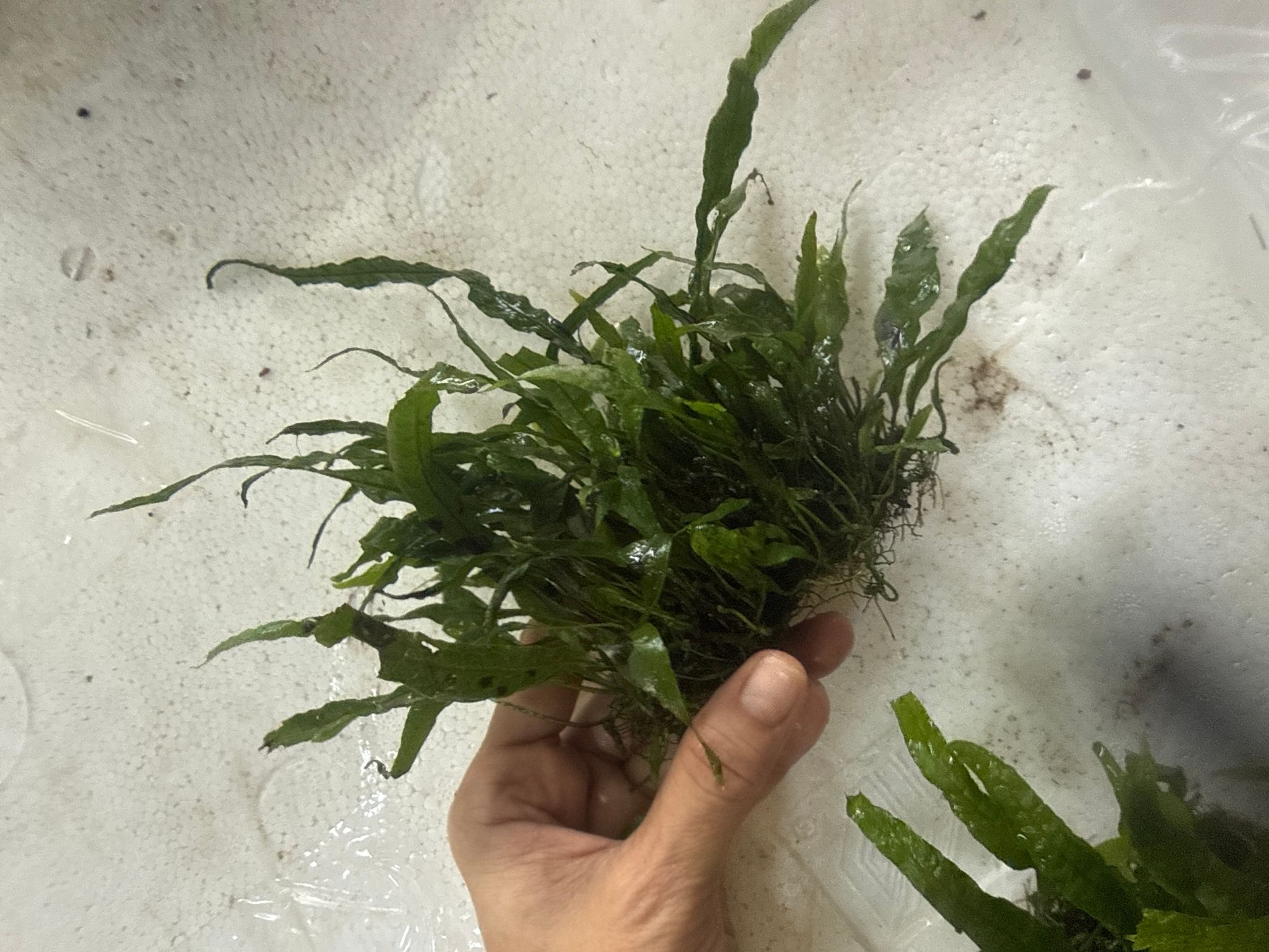 Aquatic plant Java mini Kadaka mini