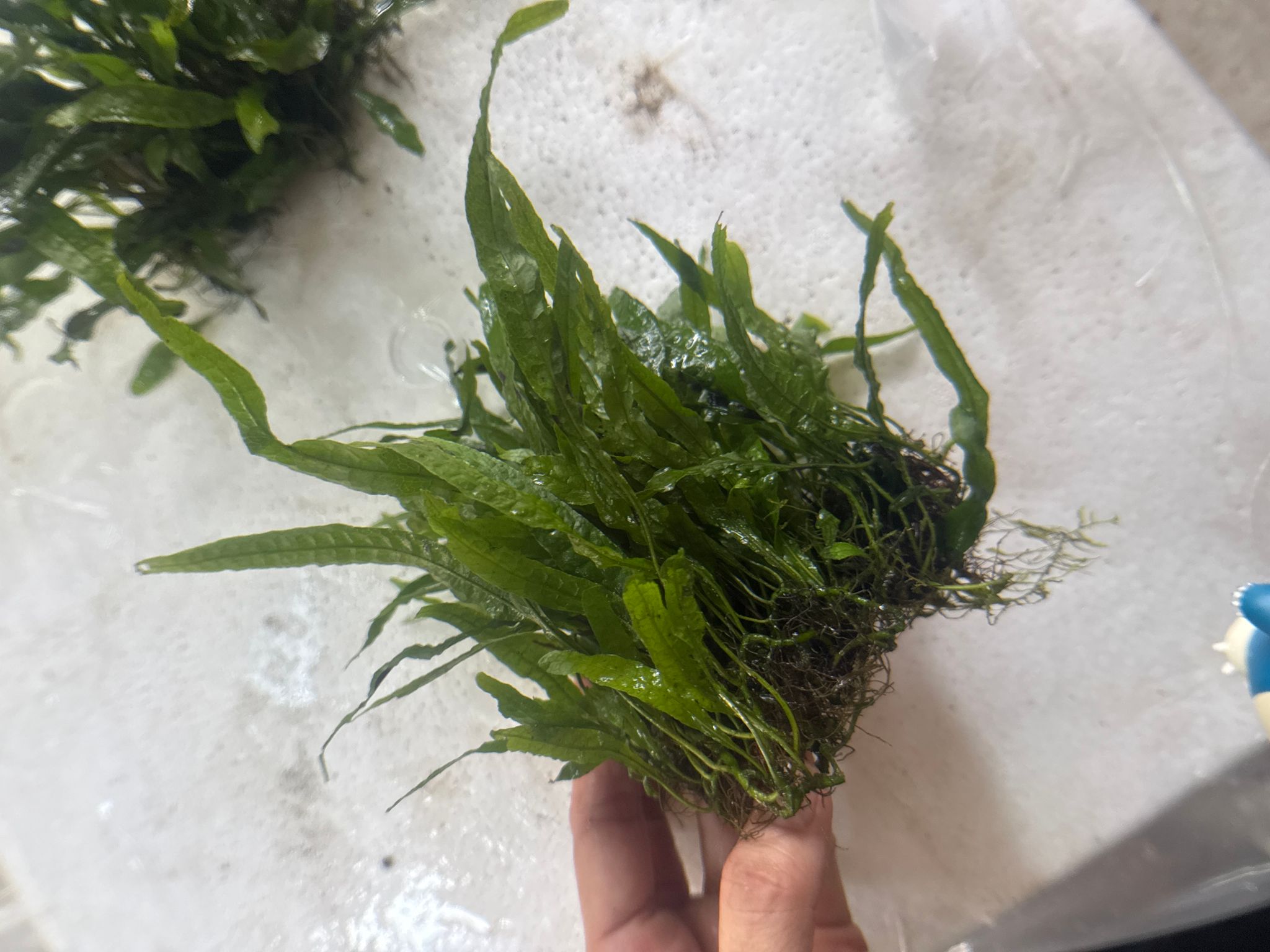 Aquatic plant Java mini Kadaka mini