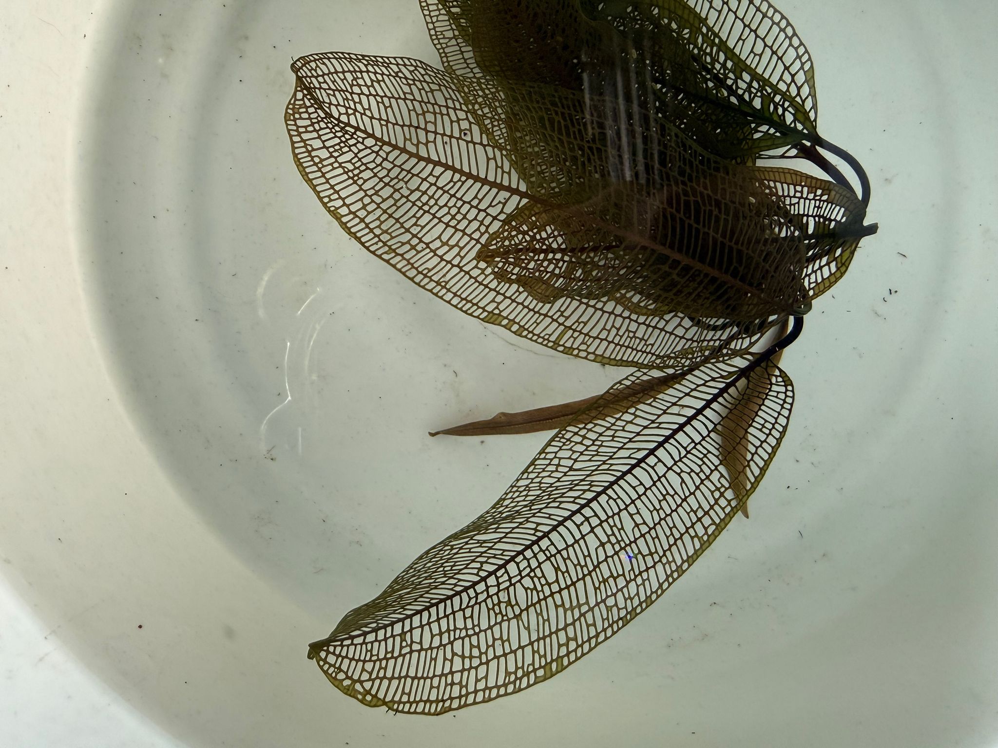 Aquatic plant Laceleaf plant Aponogeton madagascariensis