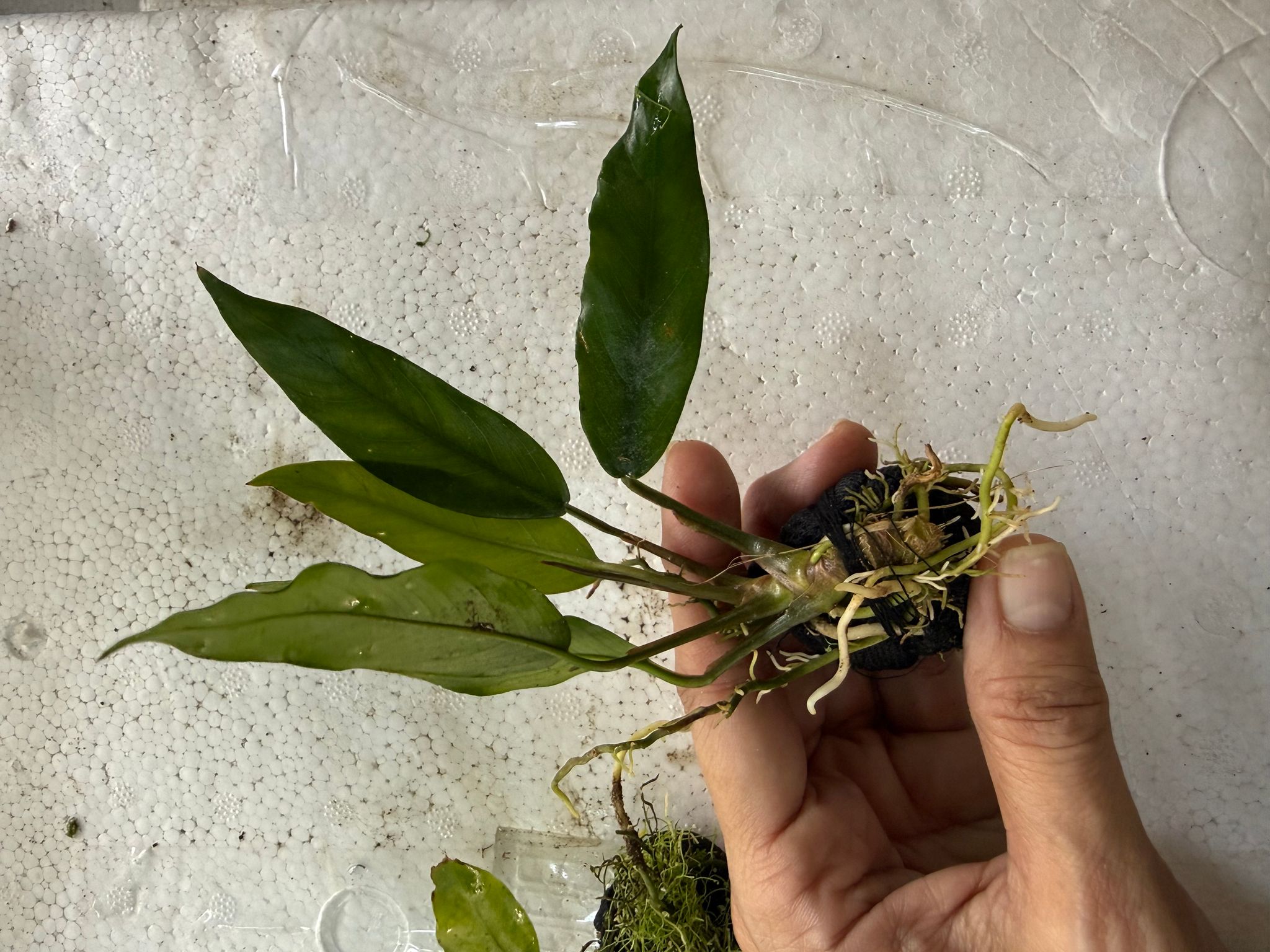 Aquatic plant anubias minima nana