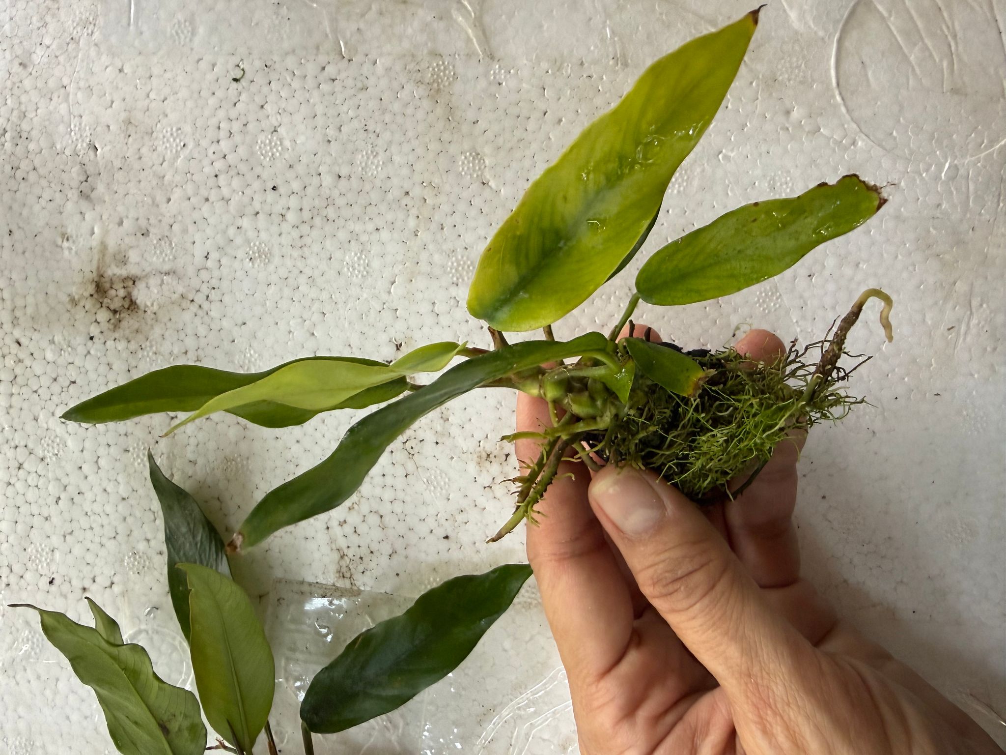 Aquatic plant anubias minima nana