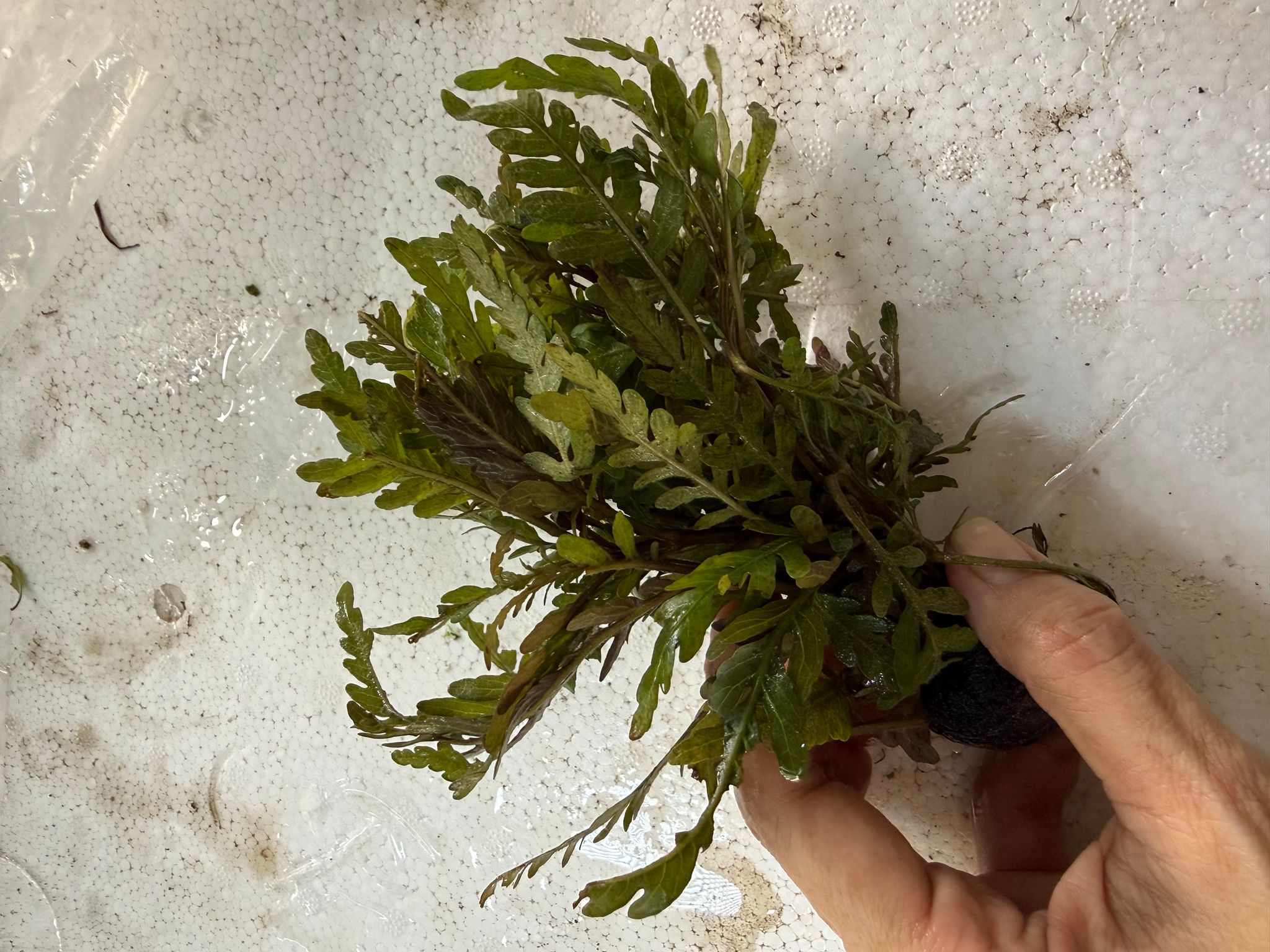 Aquatic plant hydrophilic pinnatifida