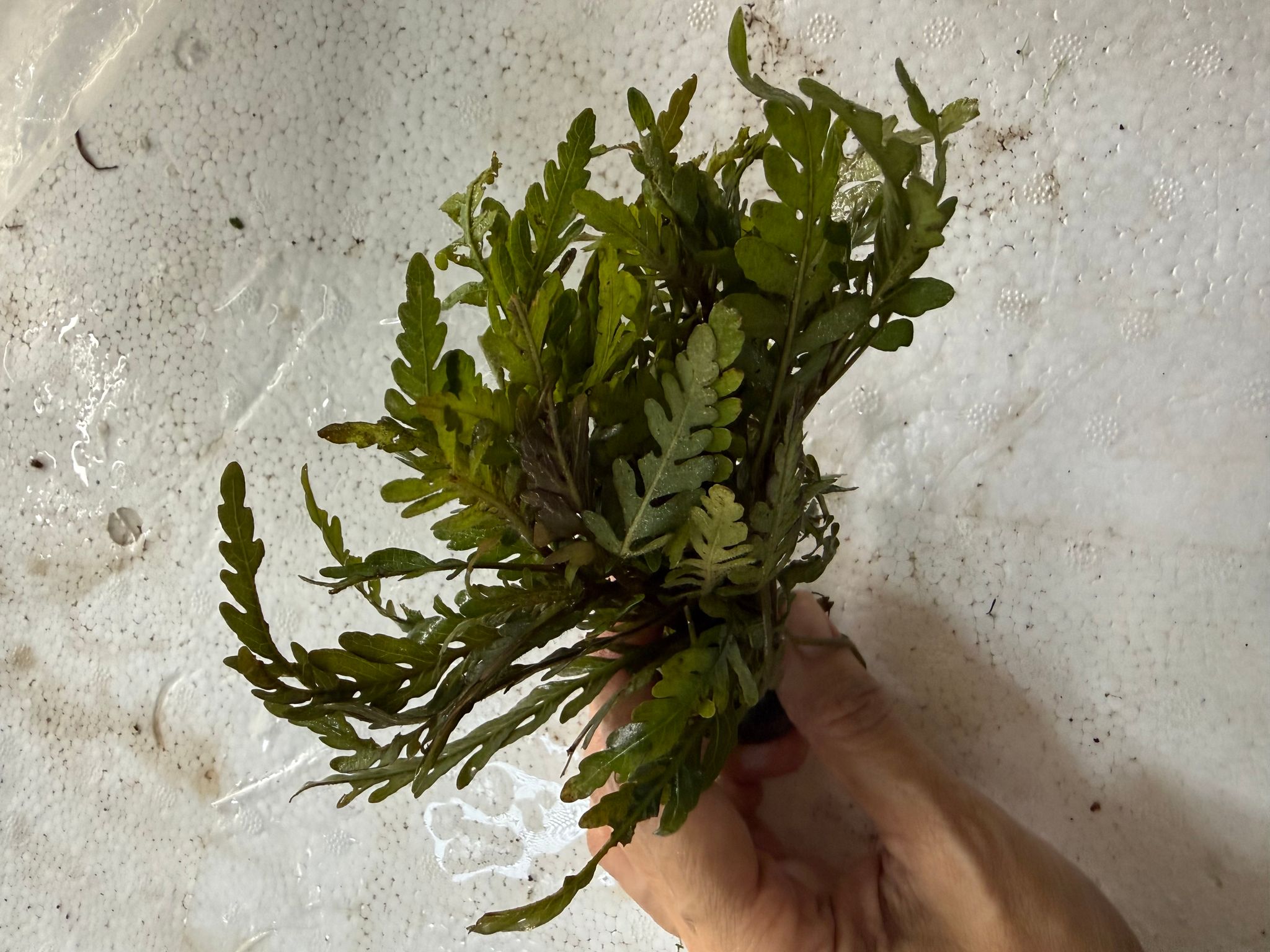 Aquatic plant hydrophilic pinnatifida
