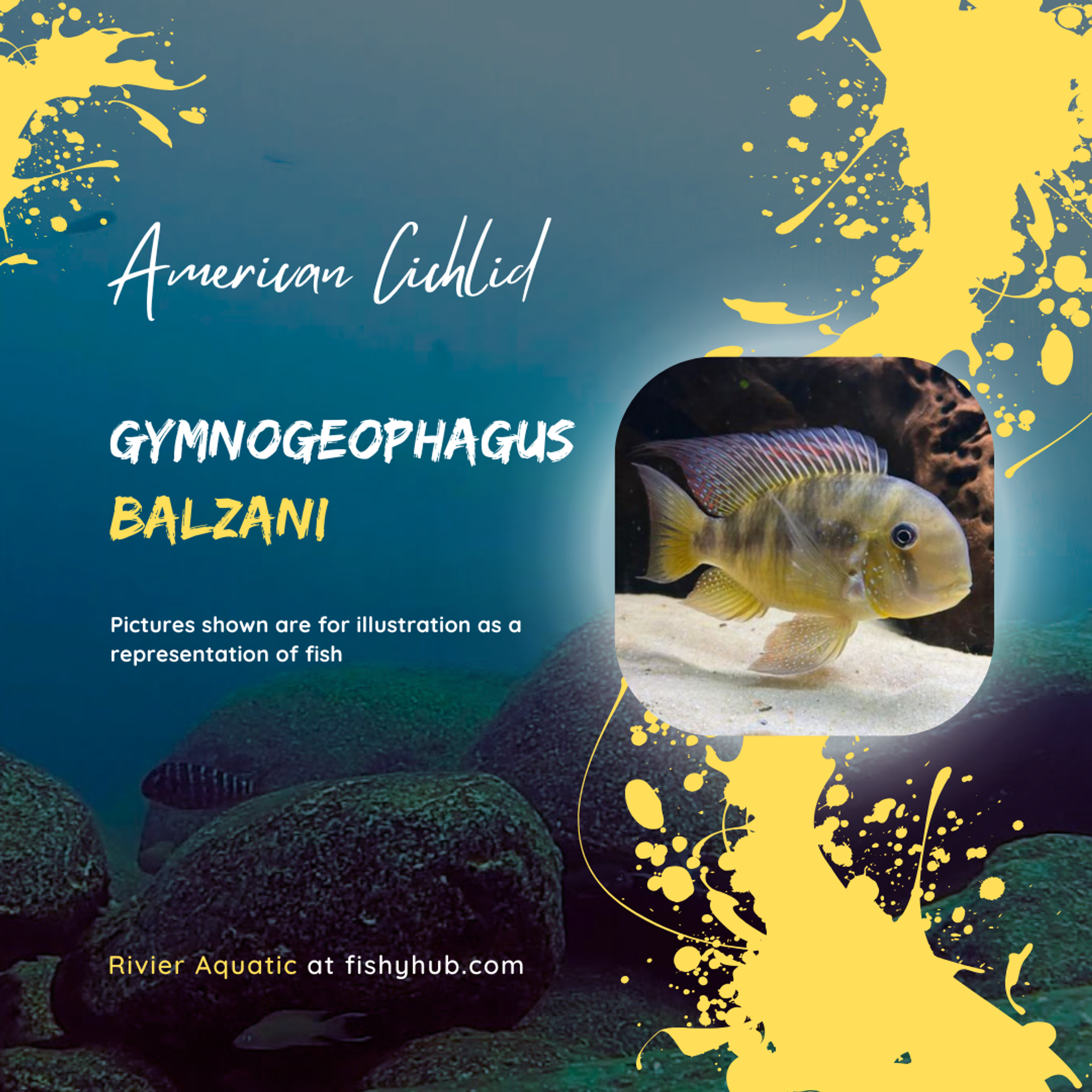 Argentine Humphead (Gymnogeophagus Balzani)
