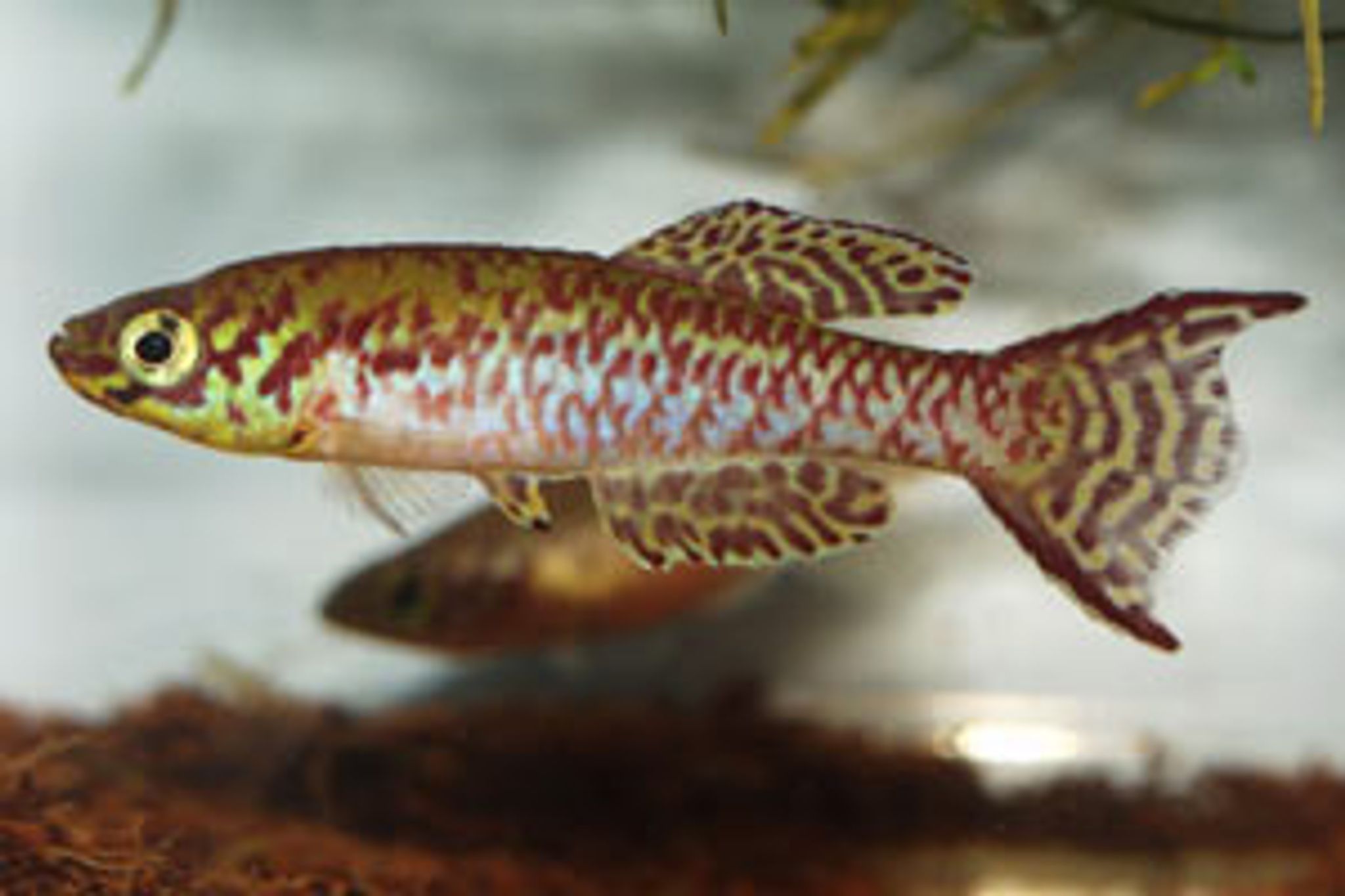 Arnold's killifish (Fundulopanchax arnoldi)
