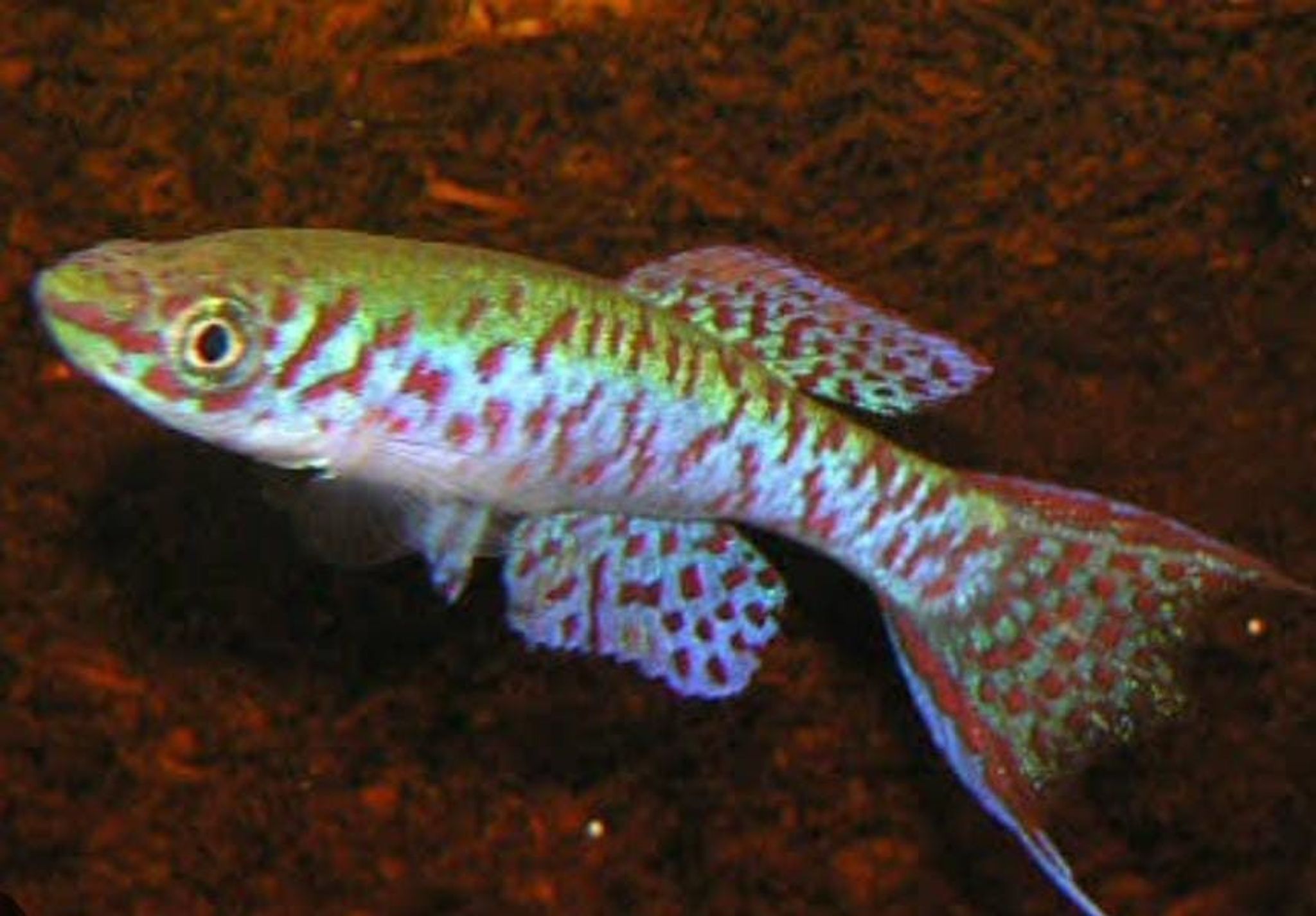 Arnoldii Killifish