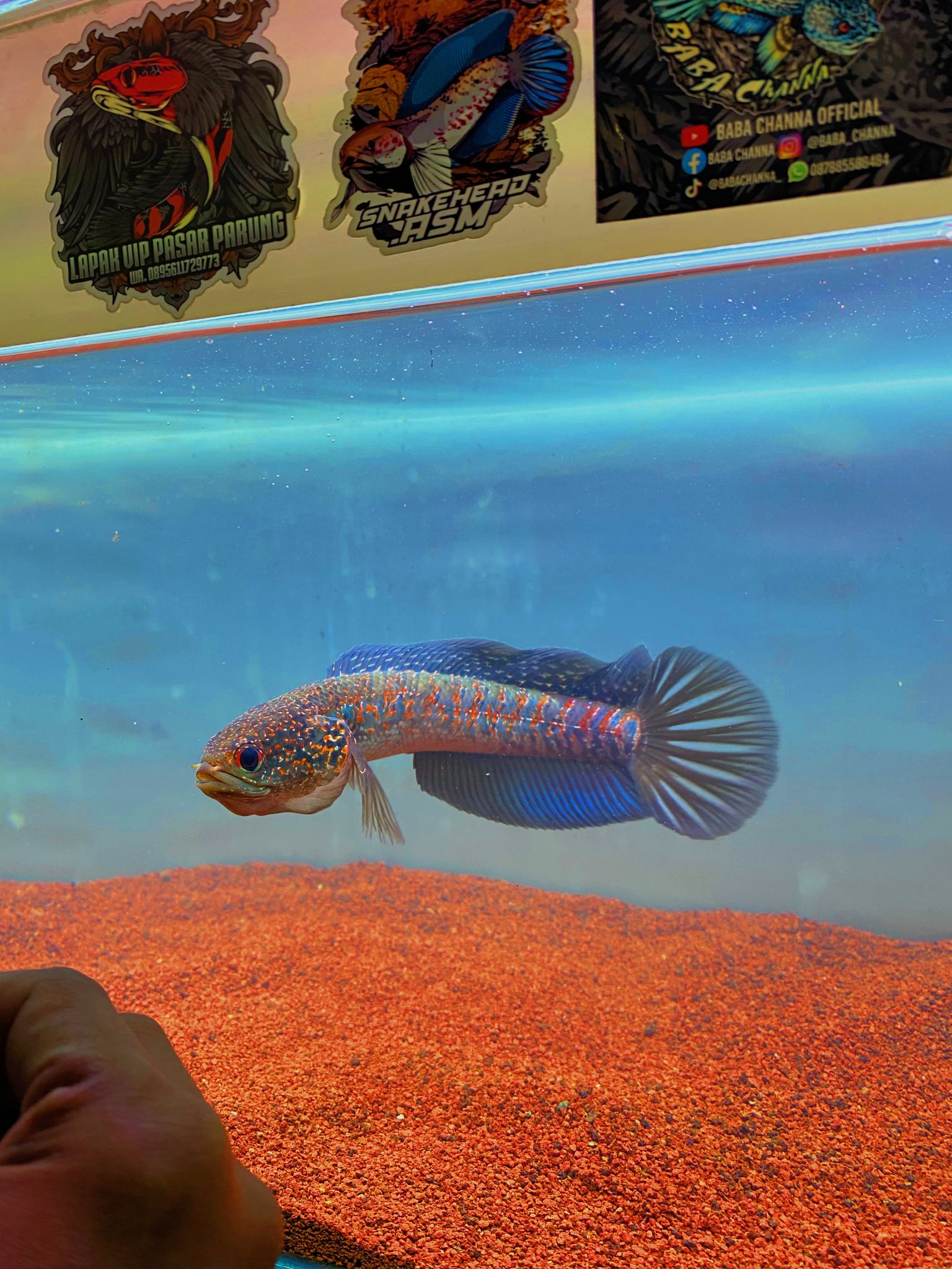 Asiatica red stripe