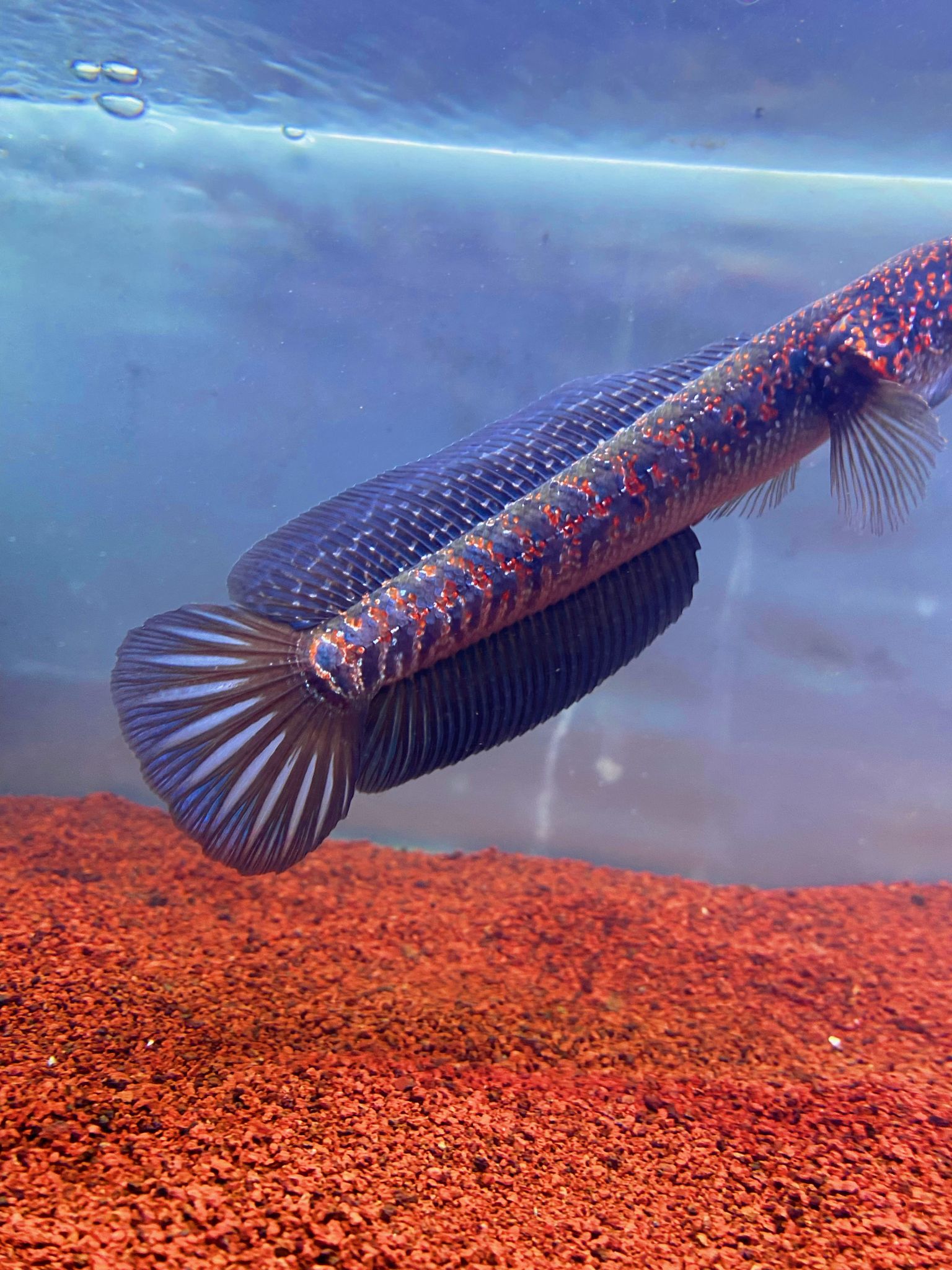 Asiatica red stripe