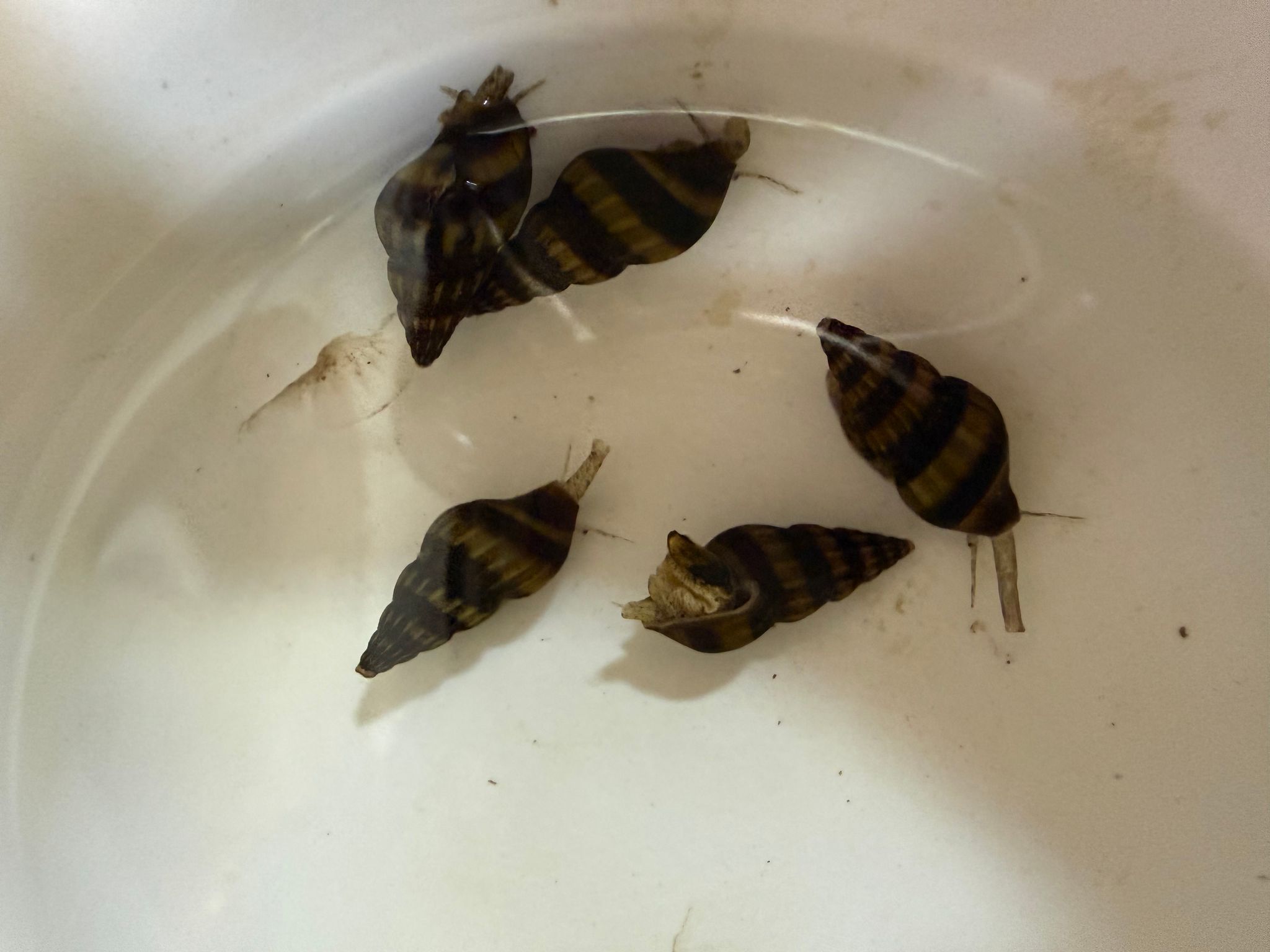Assassin Snails