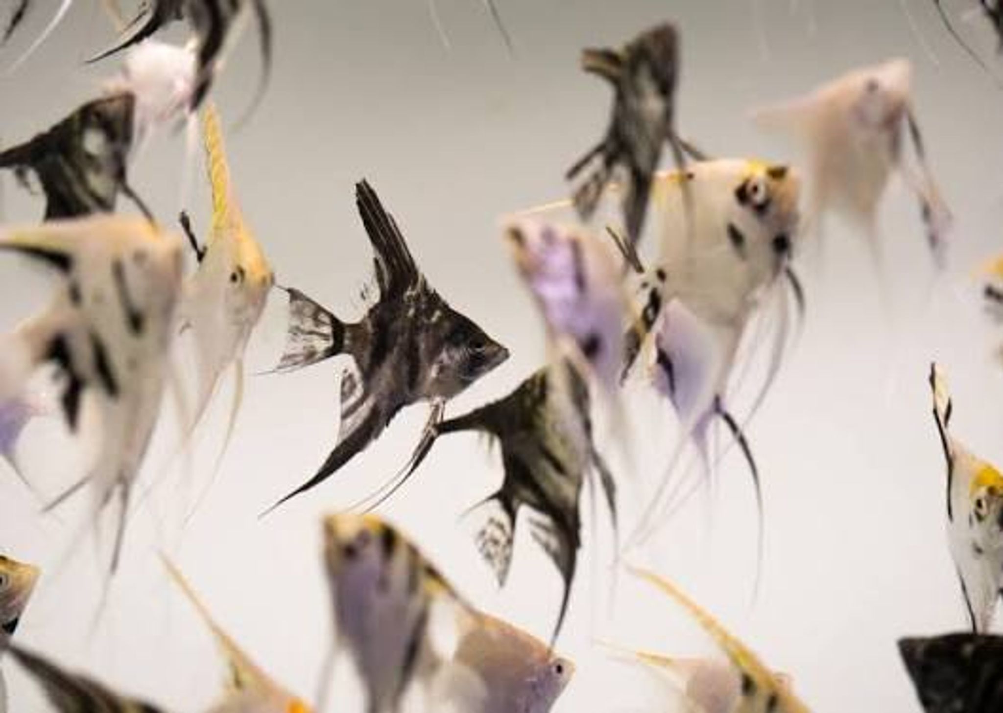 Assorted Angelfish ML