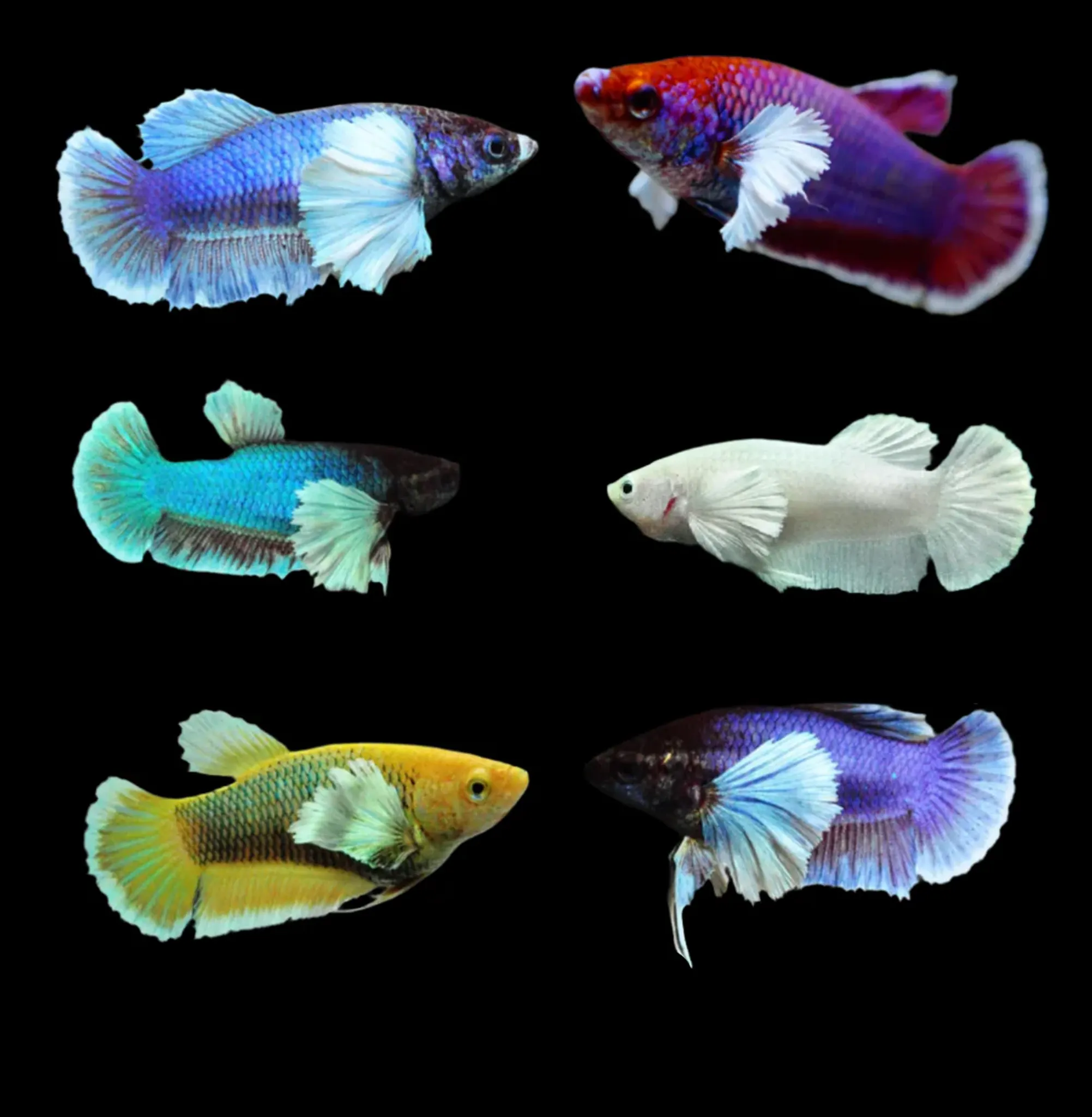 Assorted Big Ear Betta Female
