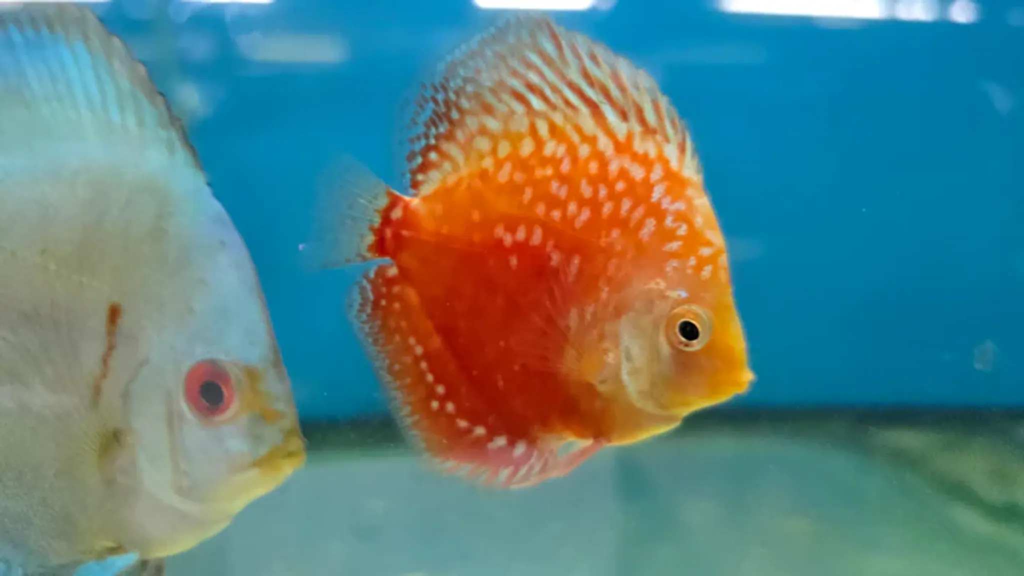 Assorted Discus 2", 3", 4"