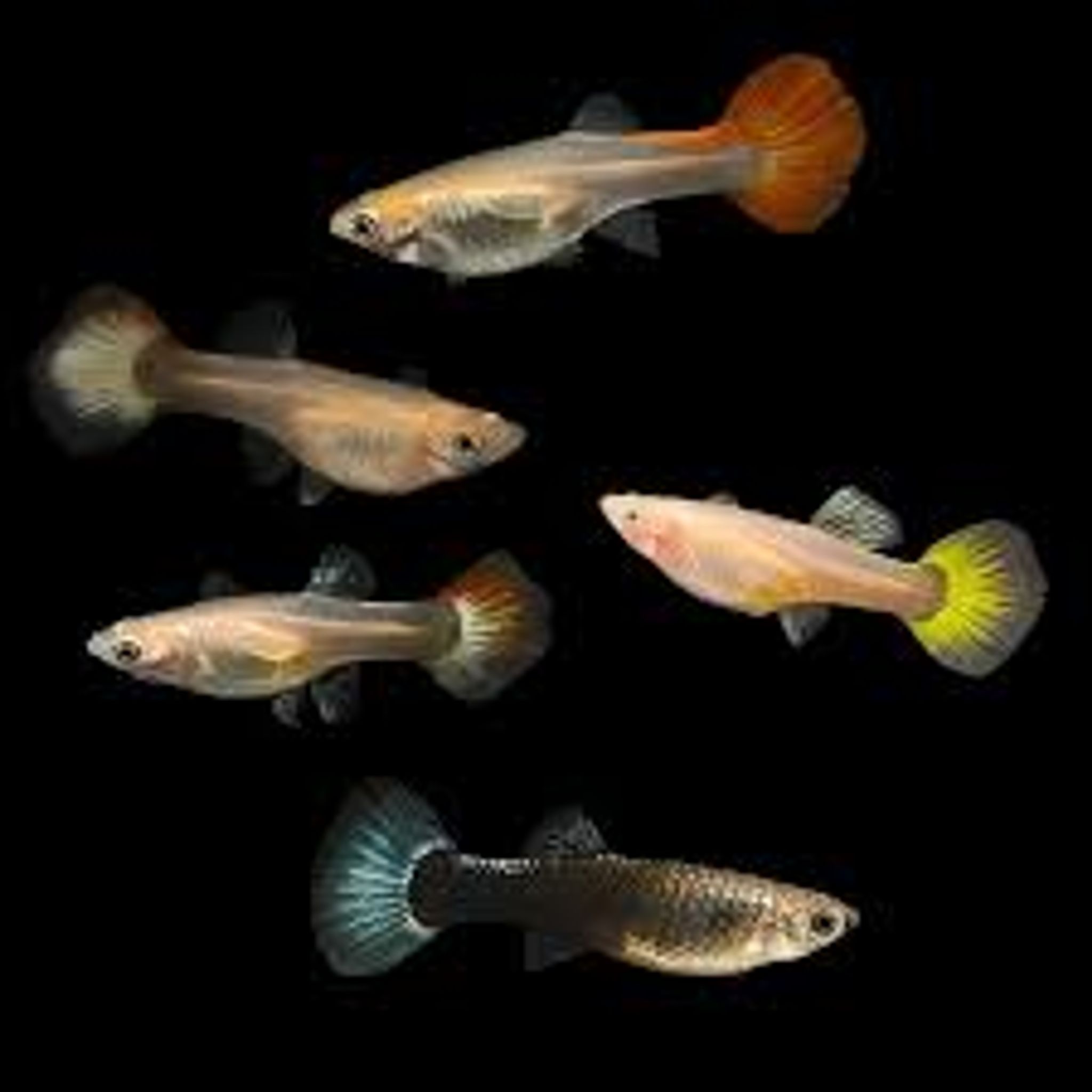 Assorted Female Guppy