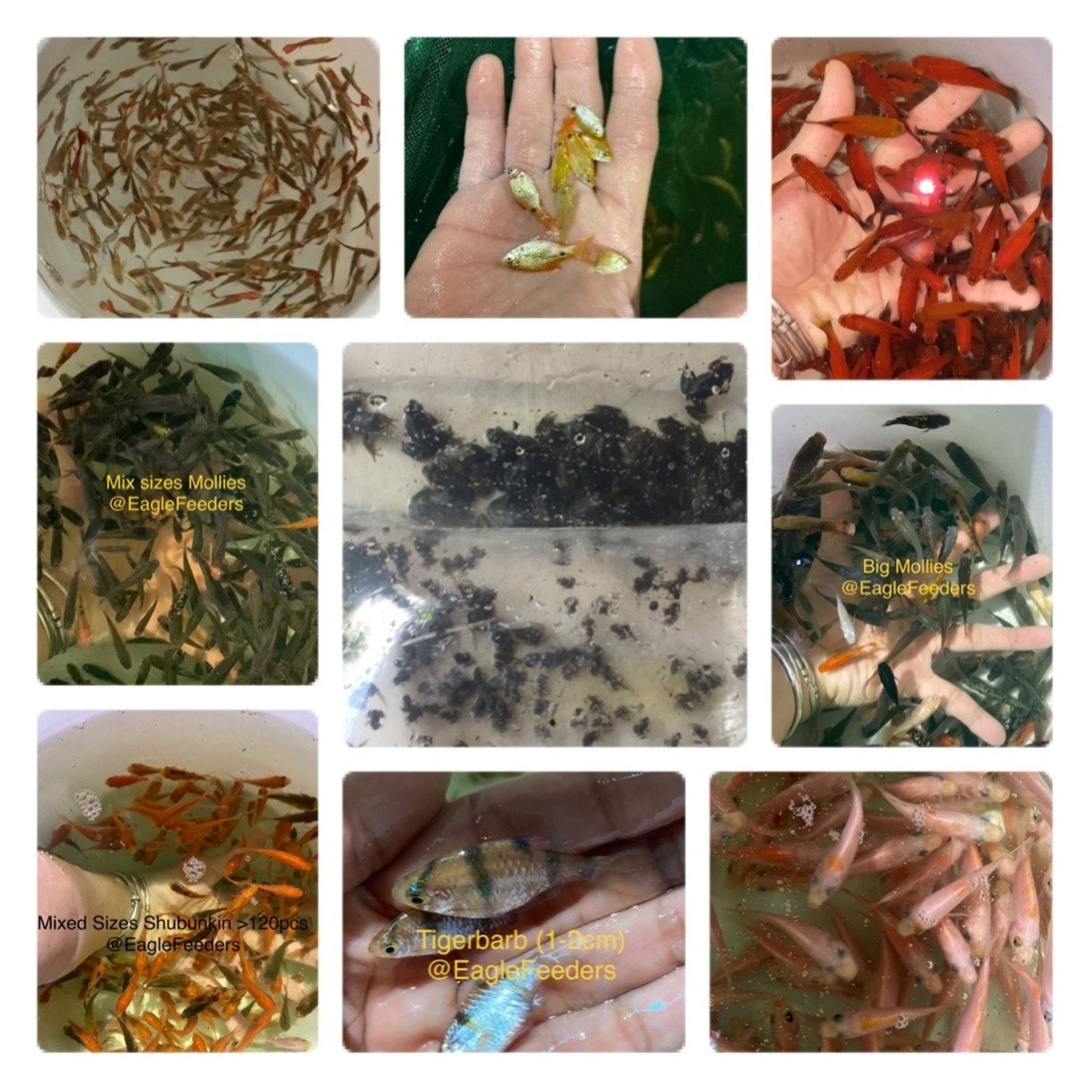 Assorted feeders (please refer to product description)