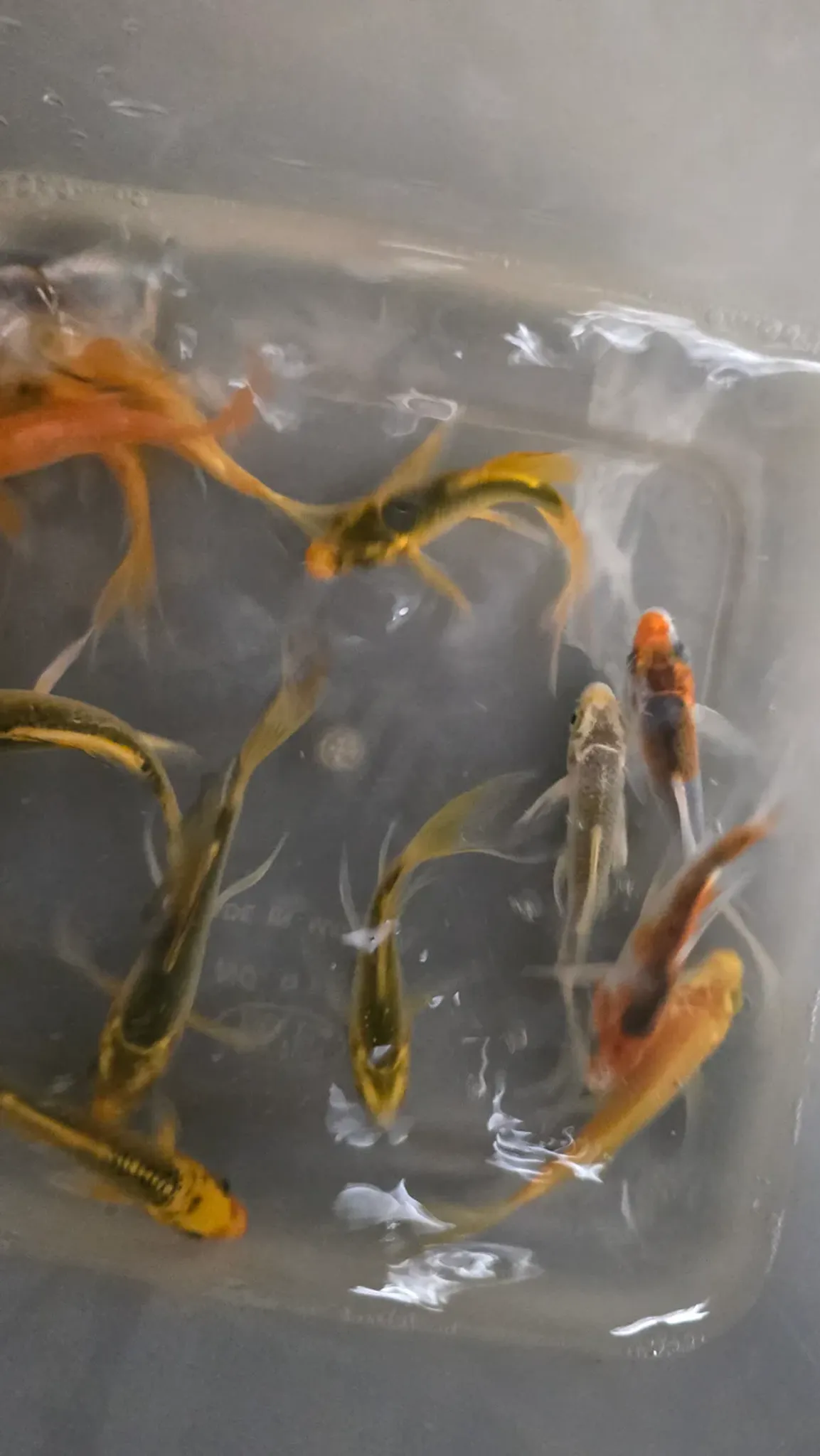 Assorted longfin koi