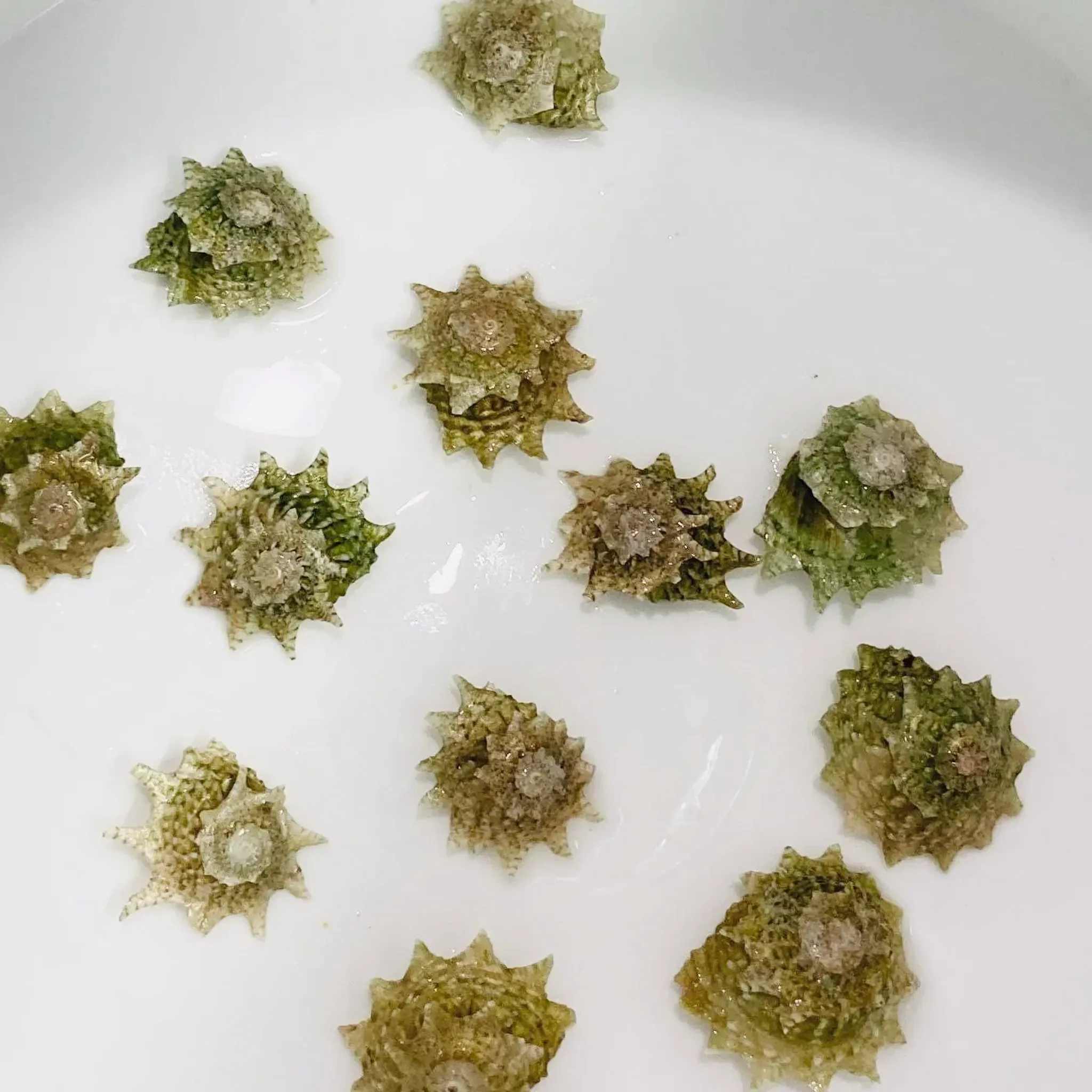 Astrea sea star Snail ( clean up crew )