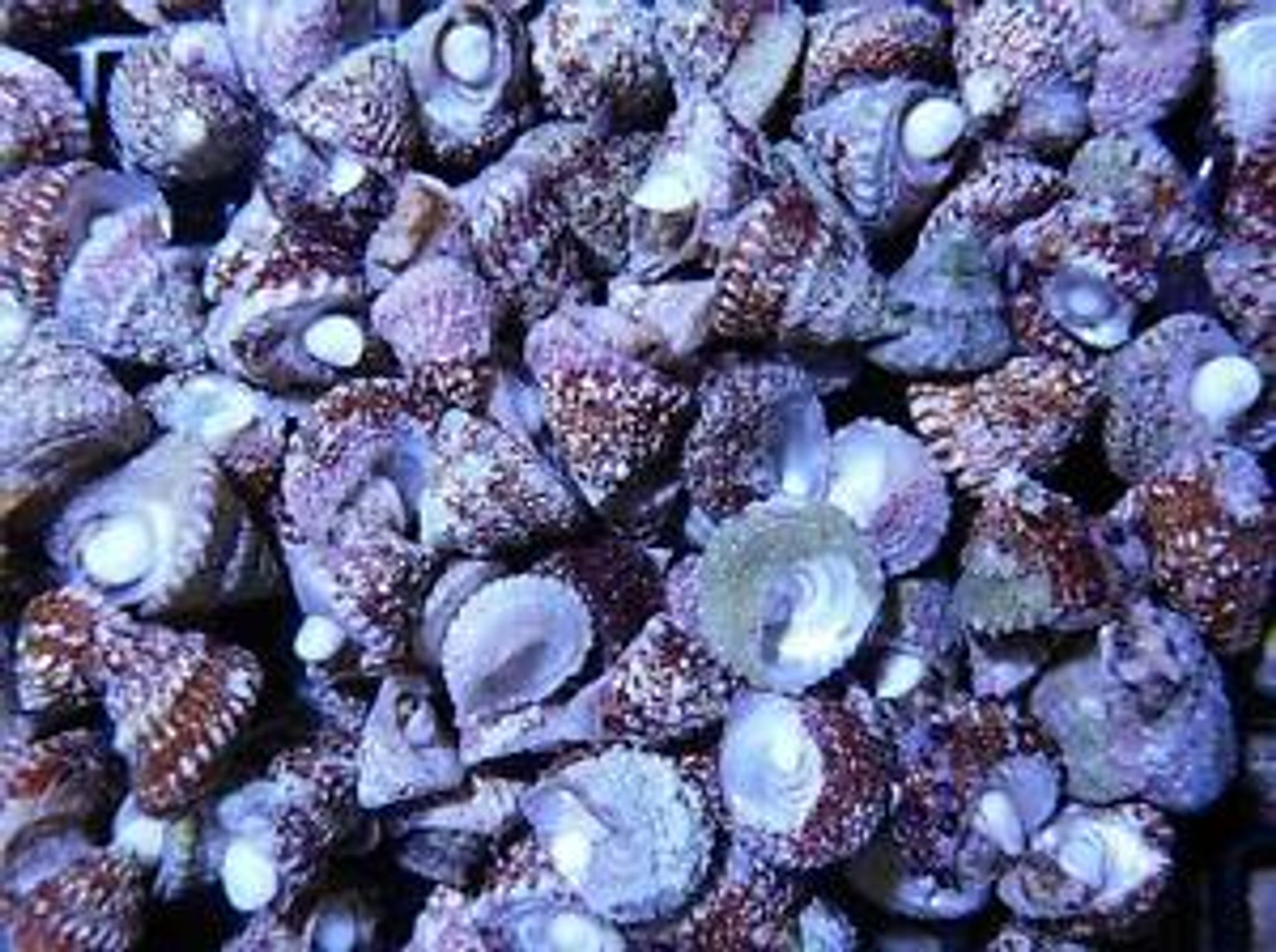 Astrea sea star Snail ( clean up crew )