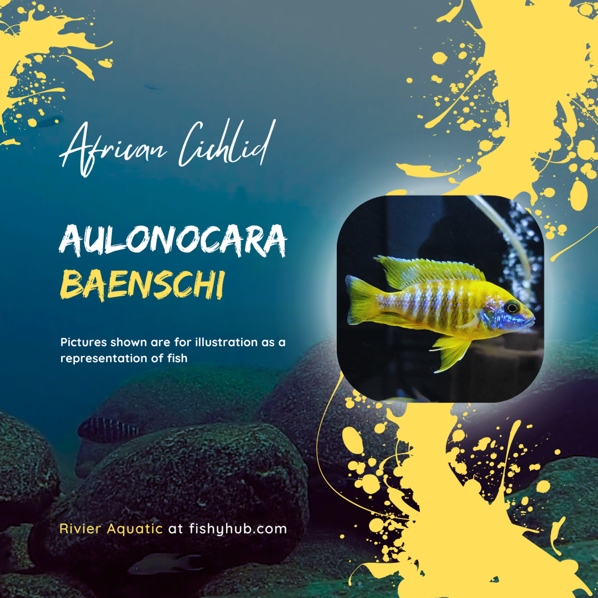 Sunshine Peacock (Aulonocara Baenschi)
