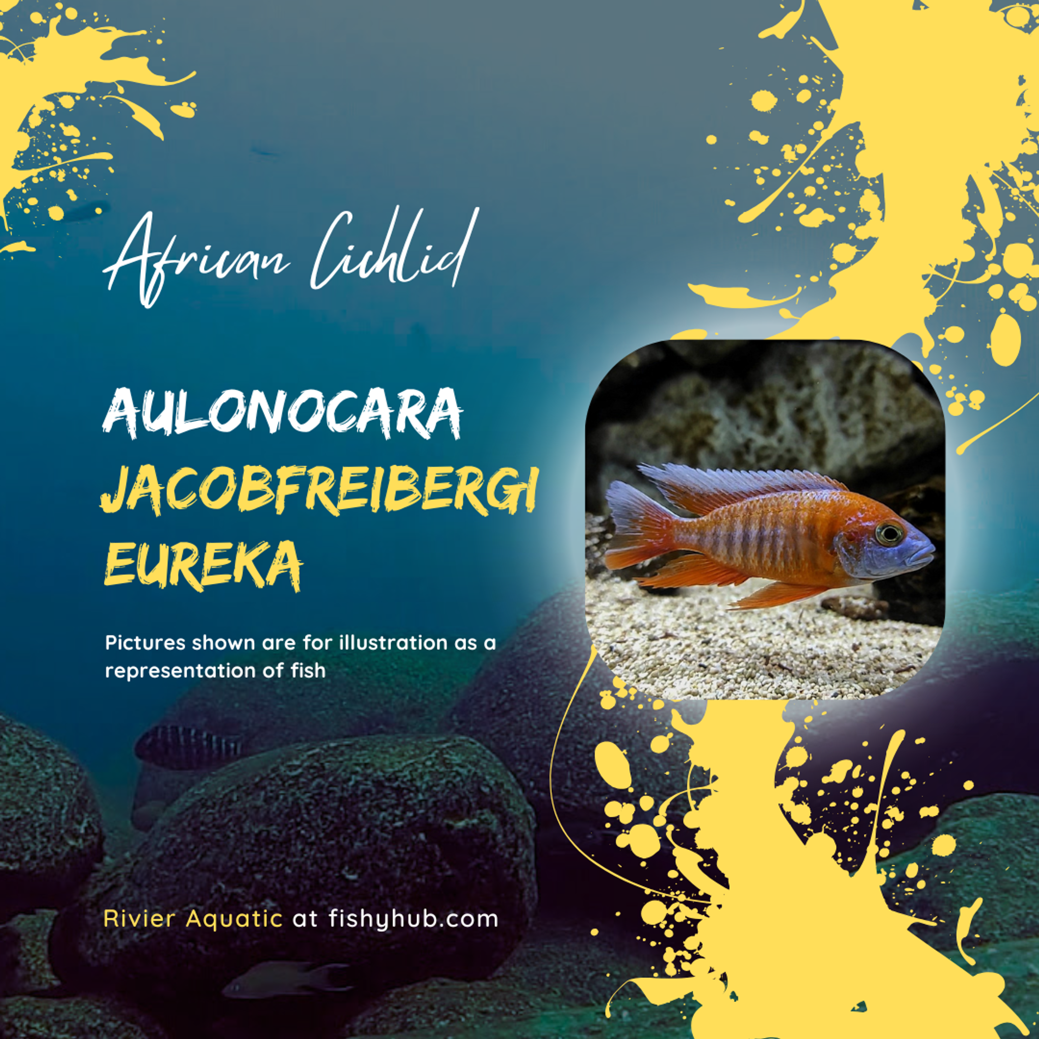 Malawi Butterfly Cichlid (Aulonocara Jacobfreibergi Eureka)