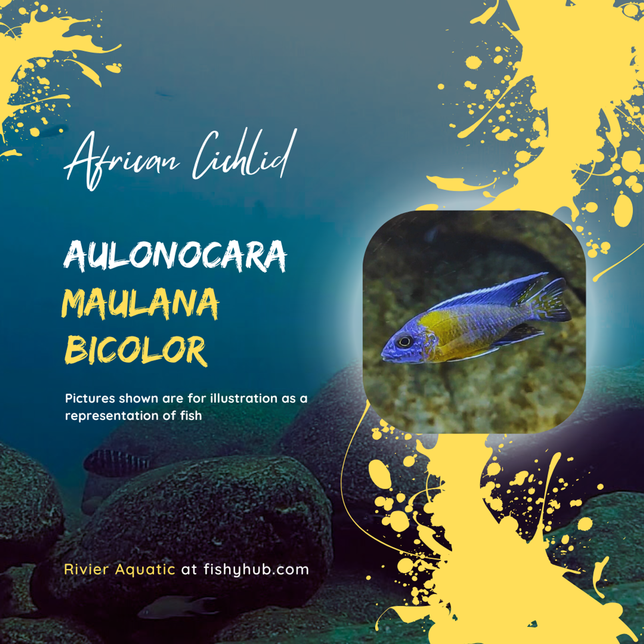 Bicolor 500 Peacock Cichlid (Aulonocara Maulana Bicolor)
