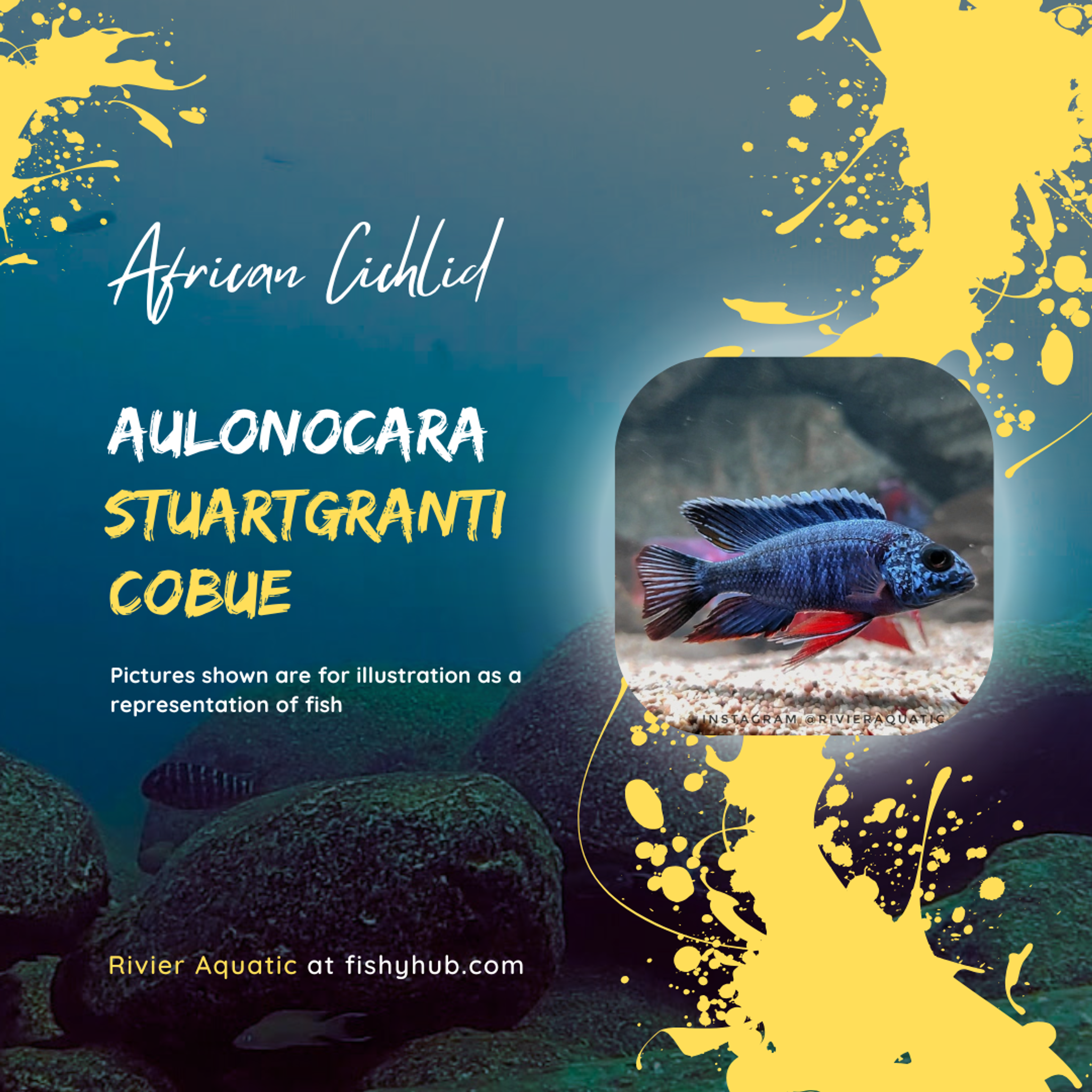Blue Regal Peacock Cichlid (Aulonocara Stuartgranti Cobue)