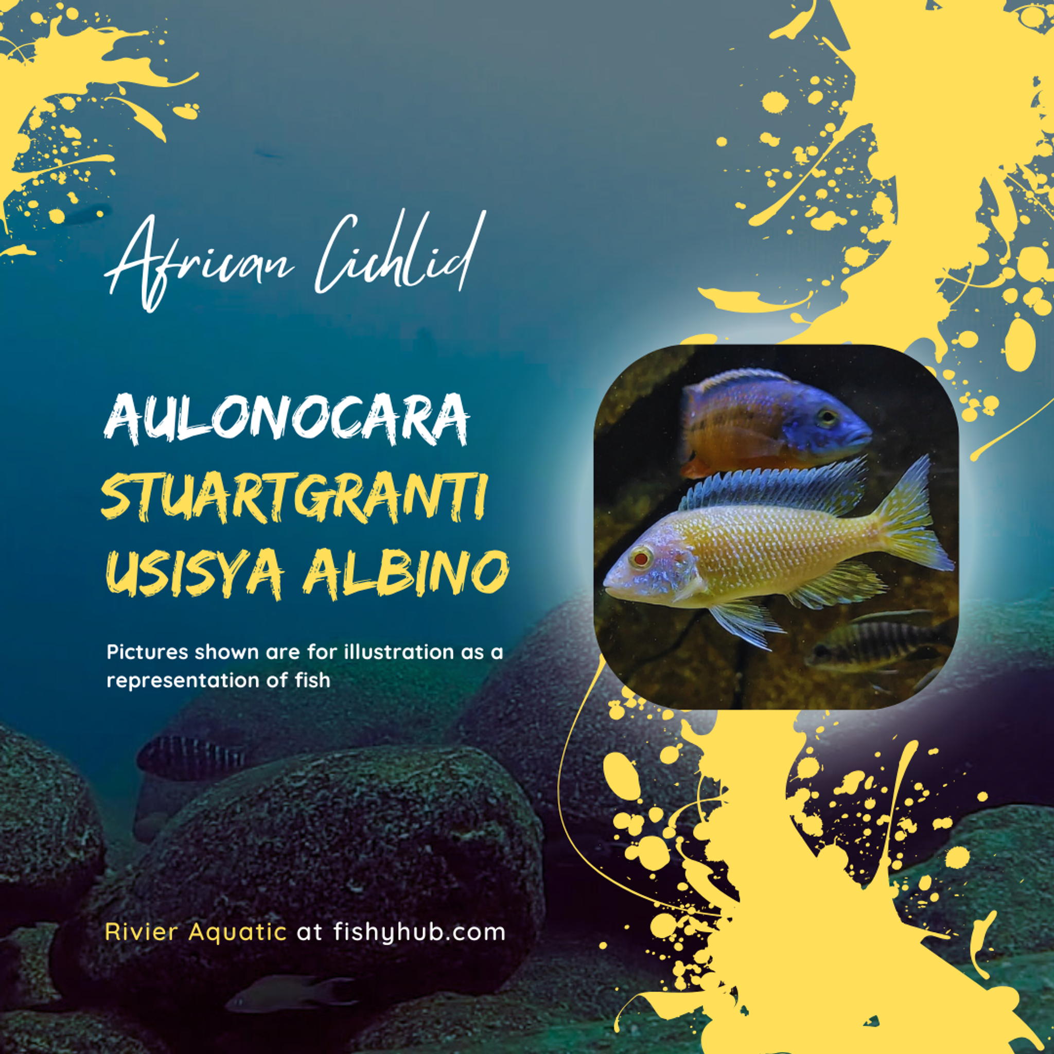 Flavescent Peacock Cichlid (Aulonocara Stuartgranti Usisya Albino)