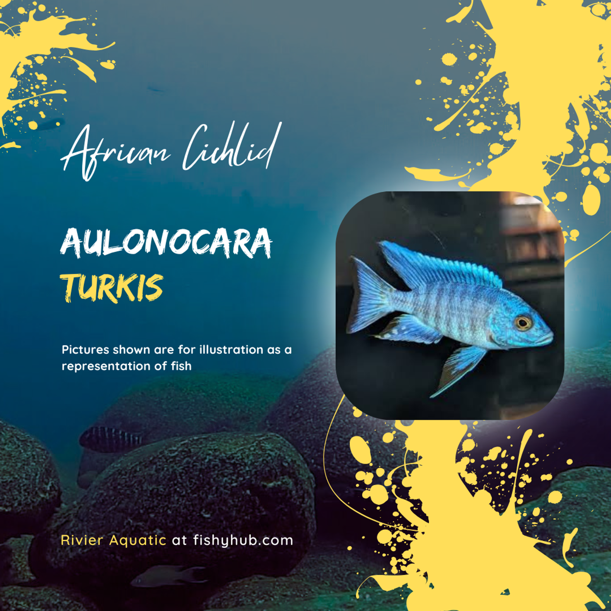 Aulonocara Turkis