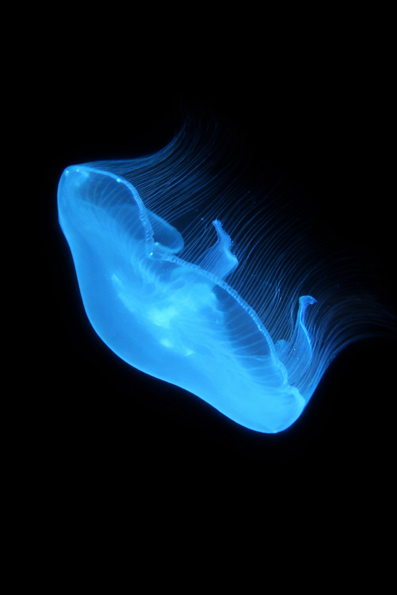 Aurelia Aurita Jellyfish