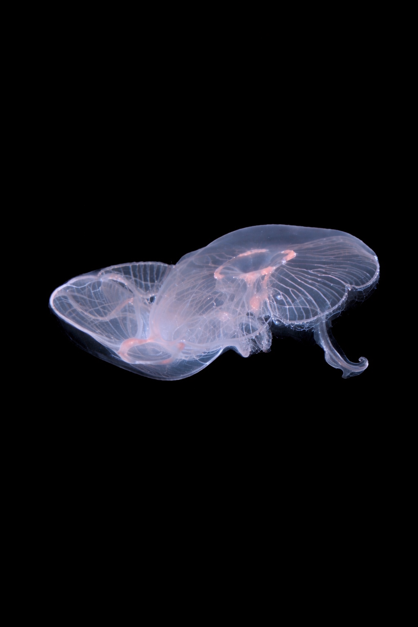 Aurelia Aurita Jellyfish